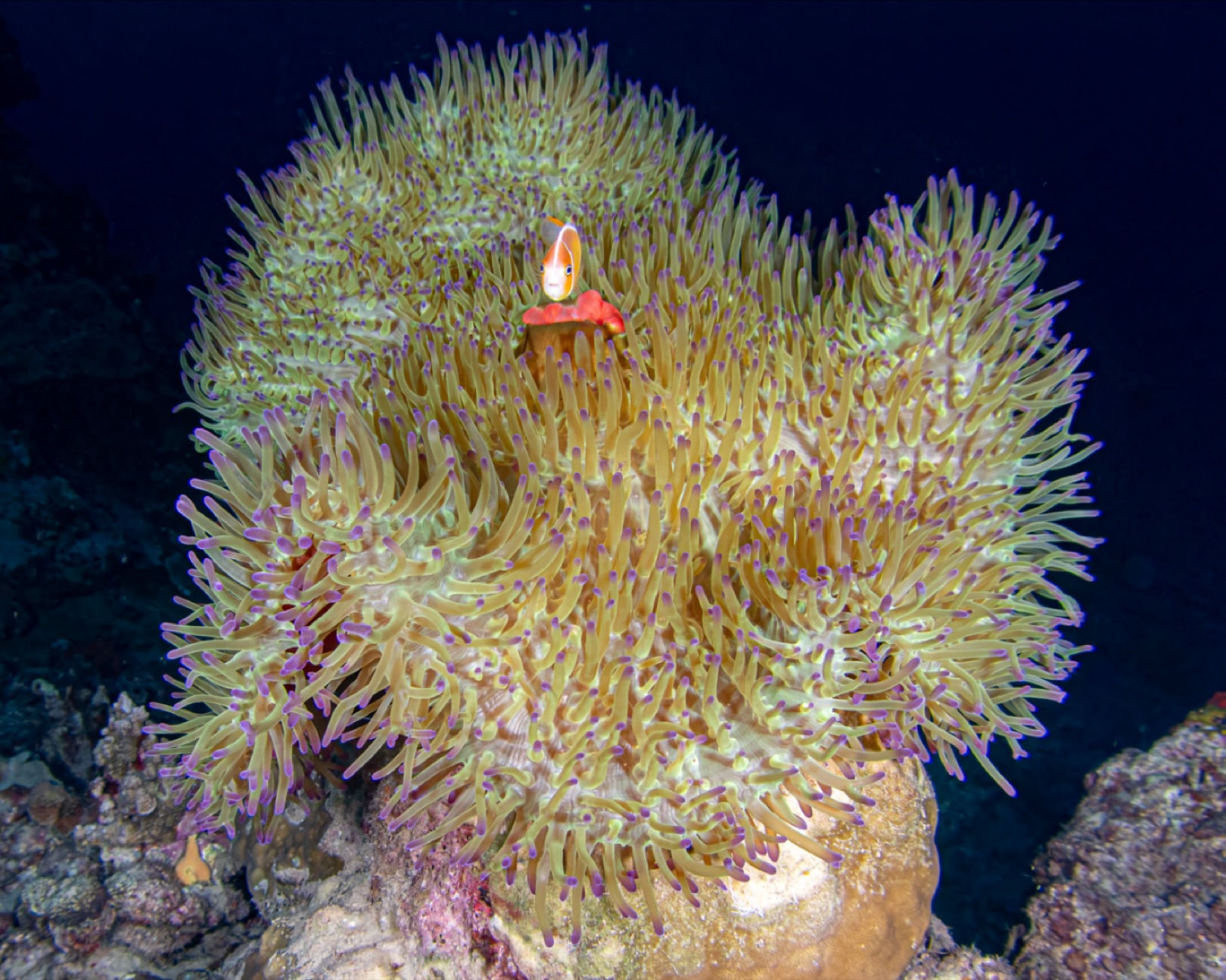 ๐ ๐๐๐๐ ๐๐๐๐๐๐๐๐ ๐๐๐๐ ๐๐๐๐ ๐๐!!
This magnificent anemone at Daveโs Mooring in Havannah Harbour , Vanuatu is simply spectacular. Its tentacles, tipped with vibrant purple, create a stunning backdrop for a shy Pink Anemonefish (Amphiprion perideraion) perched at the top โ a perfect contrast of colour and calm.
If you look closely, you might even spot a few Sarasvati Anemone Shrimps nestled among the tentacles.
Encounters like this remind us how much beauty can be found in the small details โ you just have to pause long enough to see them.
๐ Havannah Harbour, Vanuatu
๐ธ John Warmington
๐๐๐๐ง ๐ญ๐จ ๐๐ข๐ฏ๐ ๐๐ง๐ ๐๐ข๐ง๐ ๐ง๐๐ฐ ๐๐ซ๐ข๐ญ๐ญ๐๐ซ๐ฌ?
Message or visit our webpage for more details at:
๐ฌ๐ฌ๐ฌ.๐๐ง๐๐ฉ๐ฉ๐๐ง๐จ๐ฅ๐ค๐ฉ๐ฉ๐๐ง.๐๐ค๐ข
Why not relax and spend a few days away โ dive and stay at Karma Waters Villa
๐ต๐๐๐ฝ๐://๐๐๐.๐ฎ๐ถ๐ฟ๐ฏ๐ป๐ฏ.๐ฐ๐ผ๐บ/๐ฟ๐ผ๐ผ๐บ๐/๐ญ๐ฏ๐ด๐ฏ๐ฑ๐ด๐ต๐ฑ๐ญ๐ญ๐ญ๐ฒ๐ณ๐ณ๐ญ๐ต
#VanuatuMoments #DiveVanuatu #UnderwaterPhotography