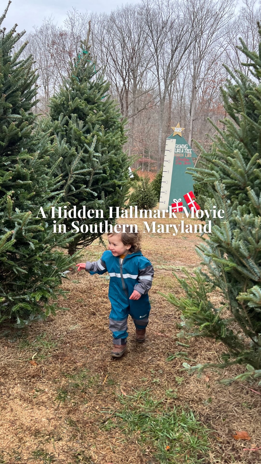 We’re gearing up for a magical weekend on the farm — Friday–Sunday, 9–5! Santa will be here Saturday 12/6 & Sunday 12/7 from 10am–2pm, so bring your wish lists (and your cameras — no pro photography provided!)🎅
We’ve got a FRESH CUT load of 6–11’ fresh, full precuts coming! Plus very limited choose-and-cuts (mostly Carolina Sapphires) are still open🎄
Cozy up with our Cocoa Cabin’s second-weekend special: a peppermint mocha!☕
Wreaths, garland, ornaments, candles, hats, and more will be waiting at the gift shop!
GIVEAWAY CLOSED! To kick off the weekend… we’re giving away THREE $50 Visa gift cards! 🎁🎁🎁
To enter:
1️⃣ Follow us
2️⃣ Share this post
3️⃣ (Optional) Tag a friend in the comments for extra Nice List points ✨
This giveaway is for Facebook & Instagram. Winners announced Thursday, 12/4 at 8 PM EST in a separate post. Winners must come to the farm this weekend to claim their gift card. We will ONLY message winners from our official Hidden Lake Christmas Tree Farm account. We’ll never ask for payment, credit info, or external links. Stay cautious of fake accounts!
Come make Christmas memories with us — admission is free and the whole family is welcome! ❤️🎄
#christmastreefarm #southernmaryland #maryland #marylandchristmas #marylandchristmastreefarm