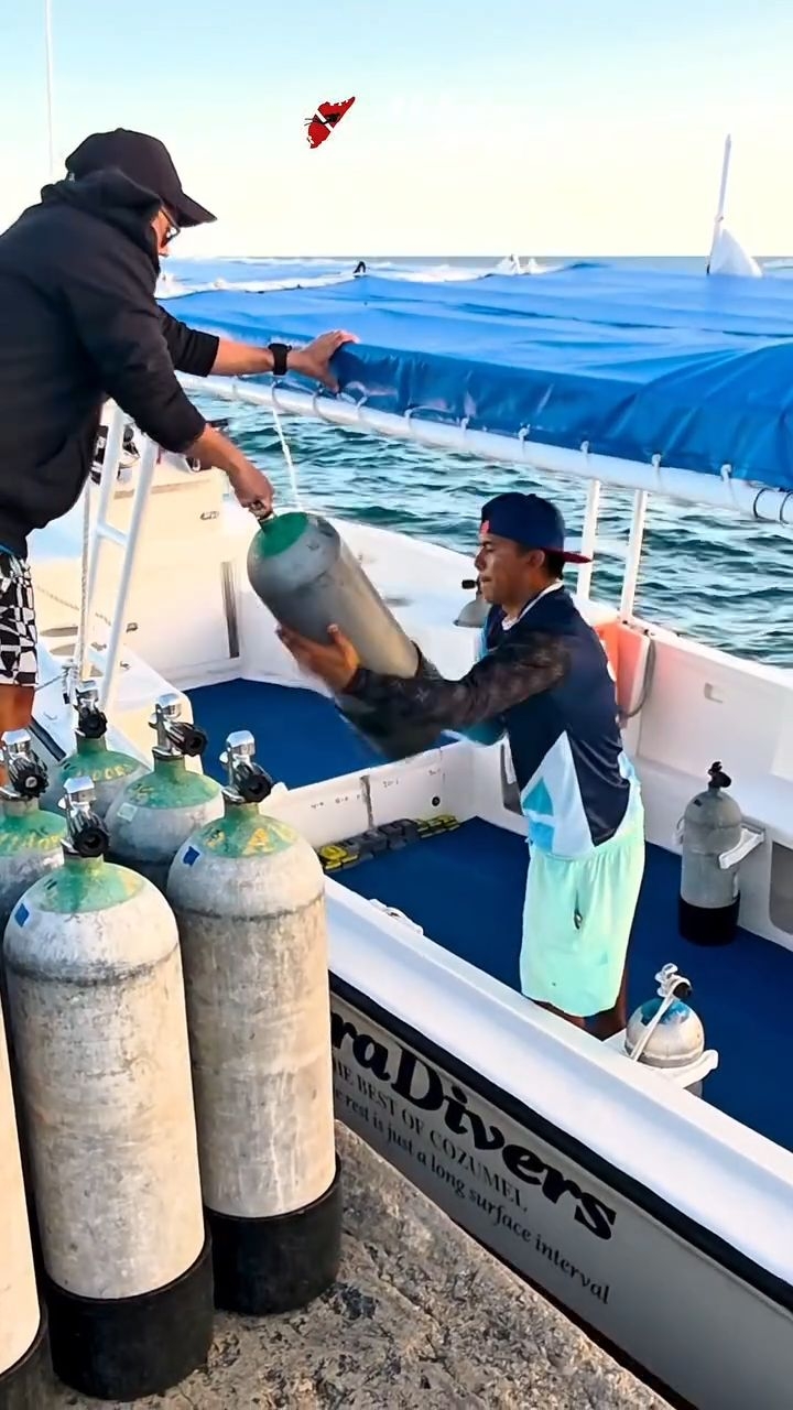 Introducing the smallest tank in our lineup our 80-CF steel tank. Ultra-compact, perfectly balanced, and ideal for shore dives or smaller divers🫧👌🏽
Which tank is your go-to when you dive with Aldora Divers?
#AldoraDivers #Cozumel #ScubaDiving #PADI #divealdora