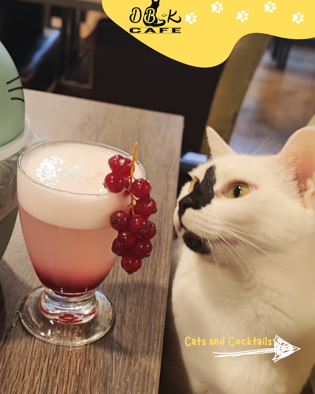 We hebben iets heel bijzonders om met jullie te delen 💛
In ons café verkopen we nu het boek “Cats and Cocktails” — en 100% van de opbrengst gaat rechtstreeks naar Kinderhospice Lichtblickhof, een hospice voor kinderen waar huisdieren een liefdevolle rol mogen spelen in hun zorg 🐾✨
Neem zeker een kijkje bij @catsandcocktailsclub en kom langs in het café als je een exemplaar wilt kopen en mee wilt helpen.
Dankjewel dat jullie deze mooie missie samen met ons steunen 💛