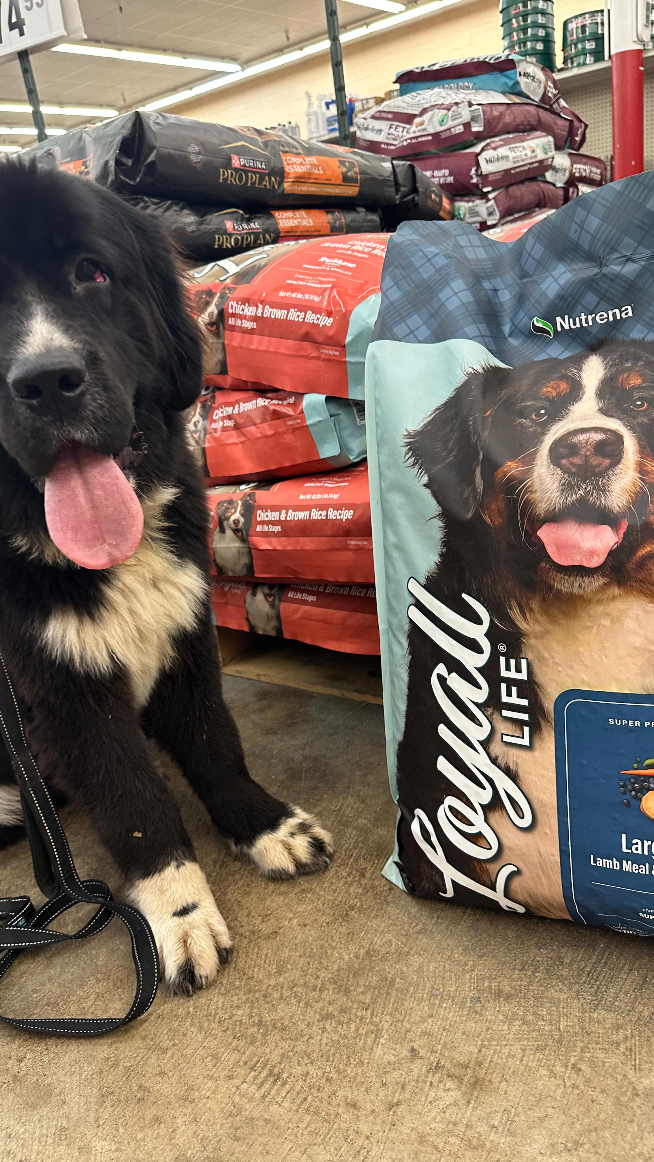 Leveling up to big girl energy-one Loyall LIfe powered pounce at a time
#atwoodsfarmandranch #nutrena #cargillpartner #loyalllifedogfood