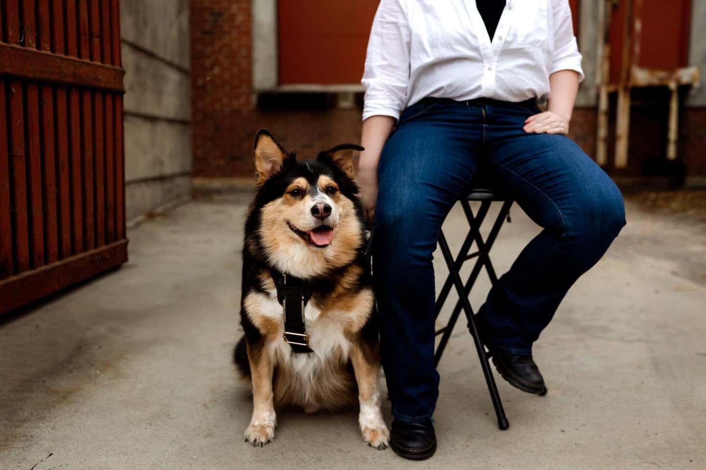 I took a service dogās head shot.
...that is all. Carry on.