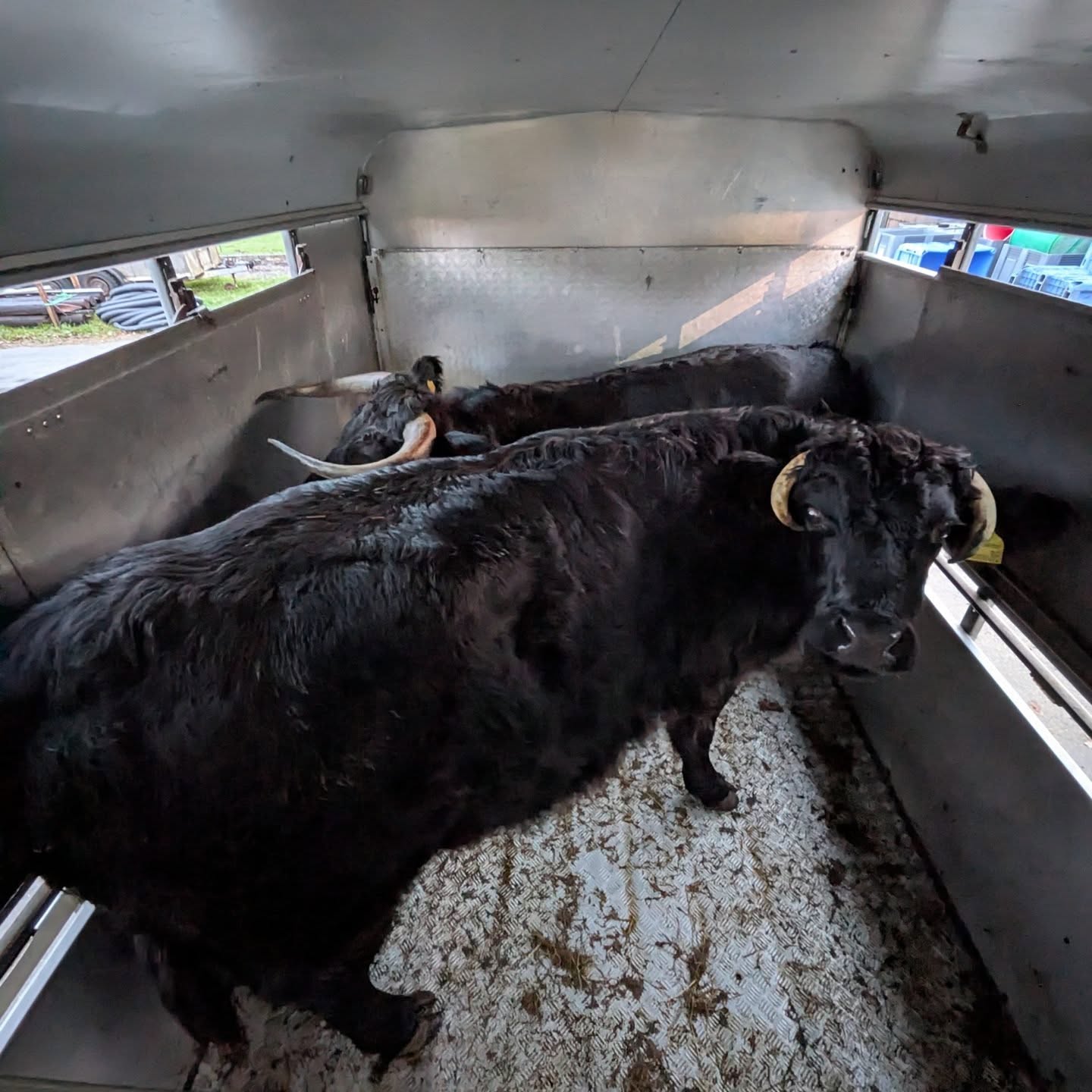 What yooooo looking at?
I mooved these two black horned Dexter's this morning from Salisbury to Sherborne.
#dexter #cattle #transport