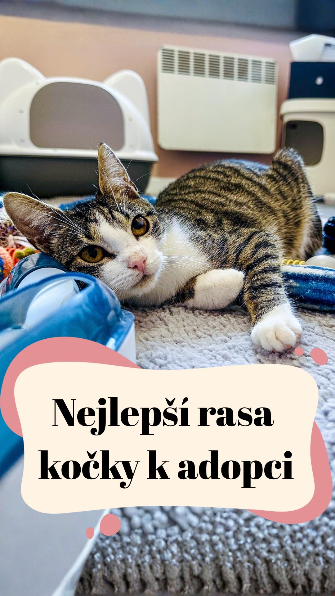 Nejlepší kočičí rasa? Ta zachráněná. ❤️🐾
Ve světě, kde se řeší barva srsti, tvar uší a „správný rodokmen“ 🙄, my ve Šklíbě víme jedno: nejkrásnější, nejvěrnější a nejvděčnější kočka je ta, která měla být původně odkopnutá. 💔➡️❤️
Vyhozená. Nemilovaná. Zapomenutá. A přesto — pořád toužící po domově. 🏡✨
Právě takové kočky tvoří naši „nejlepší rasu světa“:
✨ vyhozená kočka
✨ nemocná bojovnice
✨ kotěcí siroteček
✨ plašan, co potřebuje klid
✨ zklamané srdíčko čekající na druhou šanci
A teď něco, co je potřeba říct úplně nahlas 📣:
Lidé, kteří množí kočky bez registrace, bez rozmyslu a jen „protože jsou hezké“, jsou jedním z hlavních zdrojů kočičího utrpení.
A ne — opravdu nemluvíme o regulovaných registrovaných chovných stanicích. Mluvíme o „sousedovic Micině“, která má každý rok dva vrhy, protože „je mu jí líto“. 😑
Pokud stojíte před rozhodnutím, odkud si vzít koťátko nebo kočku:
❌ neberte si kočku od souseda, který se roky vyhýbá kastraci
❌ nepodporujte množitele, kteří z koťat dělají zboží
✔️ místo toho dejte domov kočce, která o něj prosila celý život
✔️ kočce, která už jednou zklamaná byla
✔️ kočce, která vám každý den připomene, proč to stálo za to ❤️🐱
Nejlepší kočičí rasa není ta „čistokrevná“. Nejlepší kočičí rasa je ta zachráněná. ✨
Máte doma taky takový zachráněný poklad? Pochlubte se v komentářích — ať zaplavíme Instagram těmi nejkrásnějšími příběhy! 🌟🐾
Terka ze Šklíby 🐾