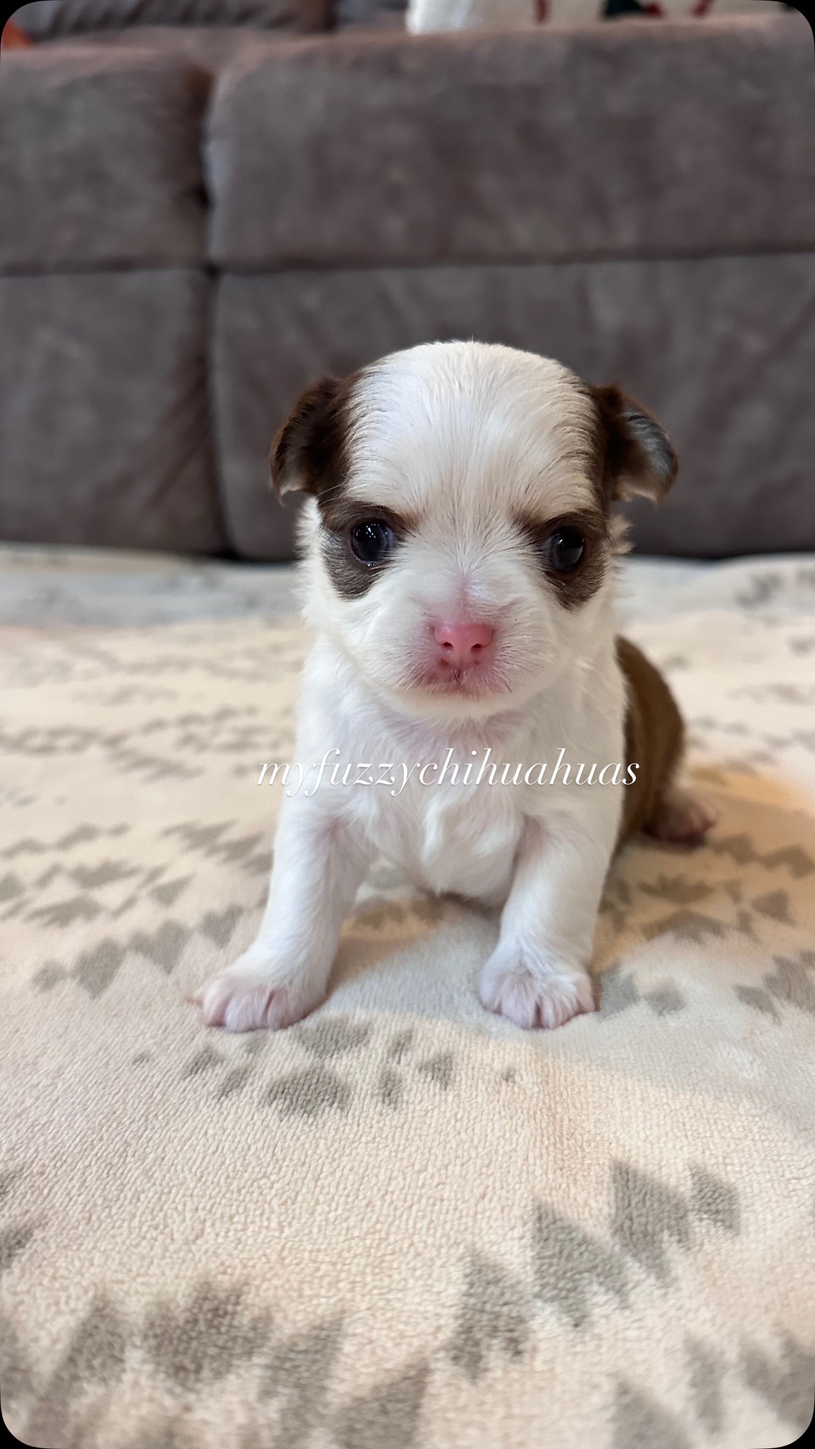 Julie says hi ☺️🩷 #chihuahuapuppy #fyp #fuzzy #chihuahua