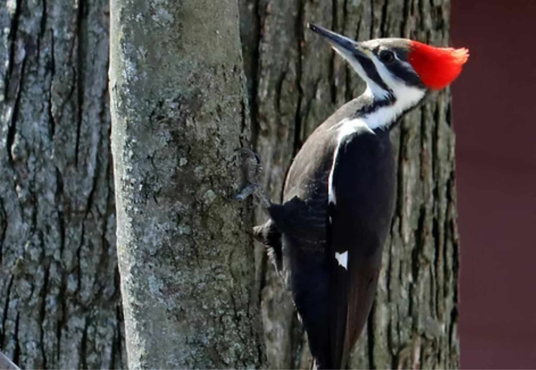 WE STILL HAVE OPEN SPOTS for Winter Backyard Birding this Saturday!
Register here: https://www.earthsclassroom.org/event-details/winter-backyard-birding-1
Saturday, December 13th, 2025
9am—11am
Ages: 8 and up
Location: Earth’s Classroom
Members: $6 Non-members: $8
FREE SLOTS FOR Gasconade County R-2 OES, GES, and OMS!!!! (student must participate with an adult)
Spend a cozy winter morning learning the secrets behind bird behavior and how scientists study our everyday feathered friends. We’ll be set up behind warm south-facing windows with field guides, binoculars, spotting scopes — all provided (bring your own if you’d like!). And don’t forget a mug for hot drinks!