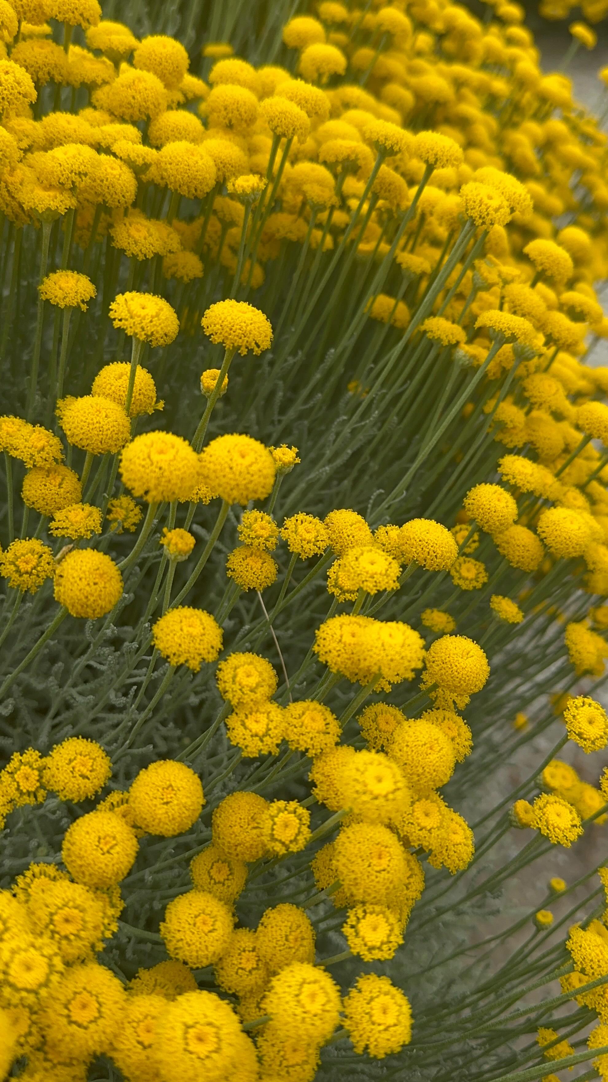 Las santolinas aportando un color amarillo intenso al jardín 🌼🌼