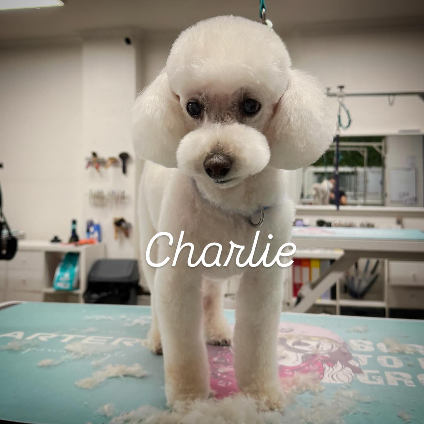 ✨ Charlie’s Spa Day! ✨
Handsome boy Charlie popped in for his regular bespoke groom with Mariah recently and as always, he was the perfect little gentleman. 🐾💛
Charlie visits us routinely to keep his coat in top condition, and we absolutely loves pampering him with a personalised grooming routine designed just for him. From his gentle bath to his tidy trim, every step is tailored to make him look and feel his best.
He truly is one dapper dog! ✂️🐶✨ Can’t wait to see you next time, Charlie!
#DapperDog #BespokeGroom #RegularGrooming #PamperedPup #DogSpaDay #TheDapperDogGroomingAndSpa