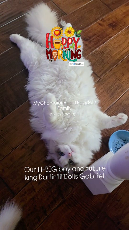 Cats show their belly only when they feel safe. It’s a sign of deep trust, comfort, and connection, not always an invite to touch.
Exposed belly = maximum trust. Proceed with admiration (and maybe caution). 🤗
I lovd seeing him so comfortable that he just lays there on his back with those cute puppy like eyes looking for free belly rubs and attention.
‐-‐--------------------------------------
Name:
Darlin'lil'Dolls Gabriel
Type:
Blue Bicolor
Gender: Male
*NOT AVAILABLE - Gabriel is our FUTURE KING.
Litter to come in the future. Follow to keep track of his future furball offerings to love and cherish!! His personality is absolutely amazing. I cant wait to see his personality develop in his future line.
Visit website to learn more about me. Verify my cattery on TICA and CFA. Website under update.
NOTE: My cat phone (310-733-0404) is misplaced. Since I only use for my cattery it is not a phone I use daily or carry on my person. However, I still required email prior to calls. Calls are taken after families are approved as *potential forever homes (good faith deposit not accept yet at this point/step). We have a while to wait before kittens are here...no new litters untill my future Kings show in championship and mature.
Stay tuned as I do my best to raise my new replacement boys/Kings (Both Alex and Oreo and now retired). Follow to see them grow to adult hood. =)
Website: MyChampionHeartRagdolls.com
TICA registered as MyChampionHeart
CFA registered as MCHeart
Happy holidays!
#catlayingonback #bellyupcat #catbellyrub #catbelly #mychampionheart #darlinlildolls