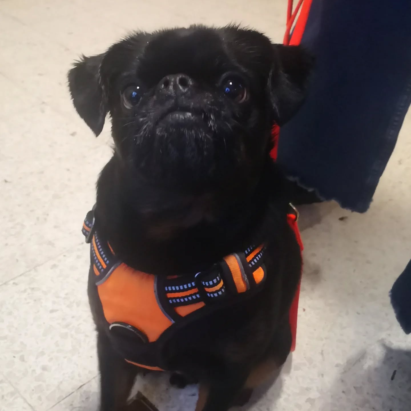 Séance avec Mikki, pour remettre des ptites choses en place suite à beaucoup de changements. Un élève très très appliqué ❤️