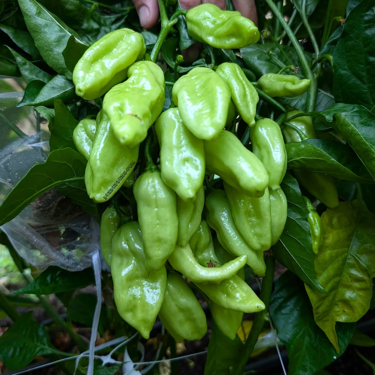 Still time to swoop those cyber weekend steals 🤘
•
•
•
#PepperBusiness #HotSauce #FermentedHotSauce #FreshPeppers #PortlandOregon #StJohnsFarmersMarket #PDXPeppers #ChiliPeppers #SpicySauce #ThePepperNursery #ArtisanHotSauce #FreshLocalPeppers #PortlandPeppers #PDXFoodies #PDXFarmersMarket #FarmToBottle #PepperFarm #FermentedPeppers #SpicyFoodLovers #PDXart #LocalHotSauce #PepperGrower #PortlandFarmersMarket #ChiliHeads #FarmersMarketFinds #PDXSpicy