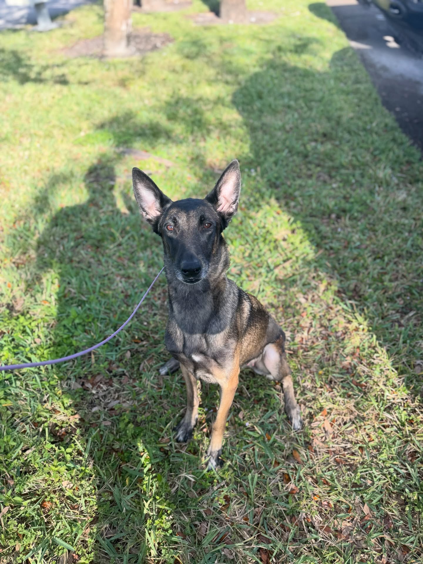 Katniss has been confirmed PREGNANT!
Due beginning of January
Still accepting 1 more application
•
•
#belgianshepherd #belgianmalinois #sportdog #workingdog #malinois #igp #psa #shutzhund #detectiondog #akc #ukc