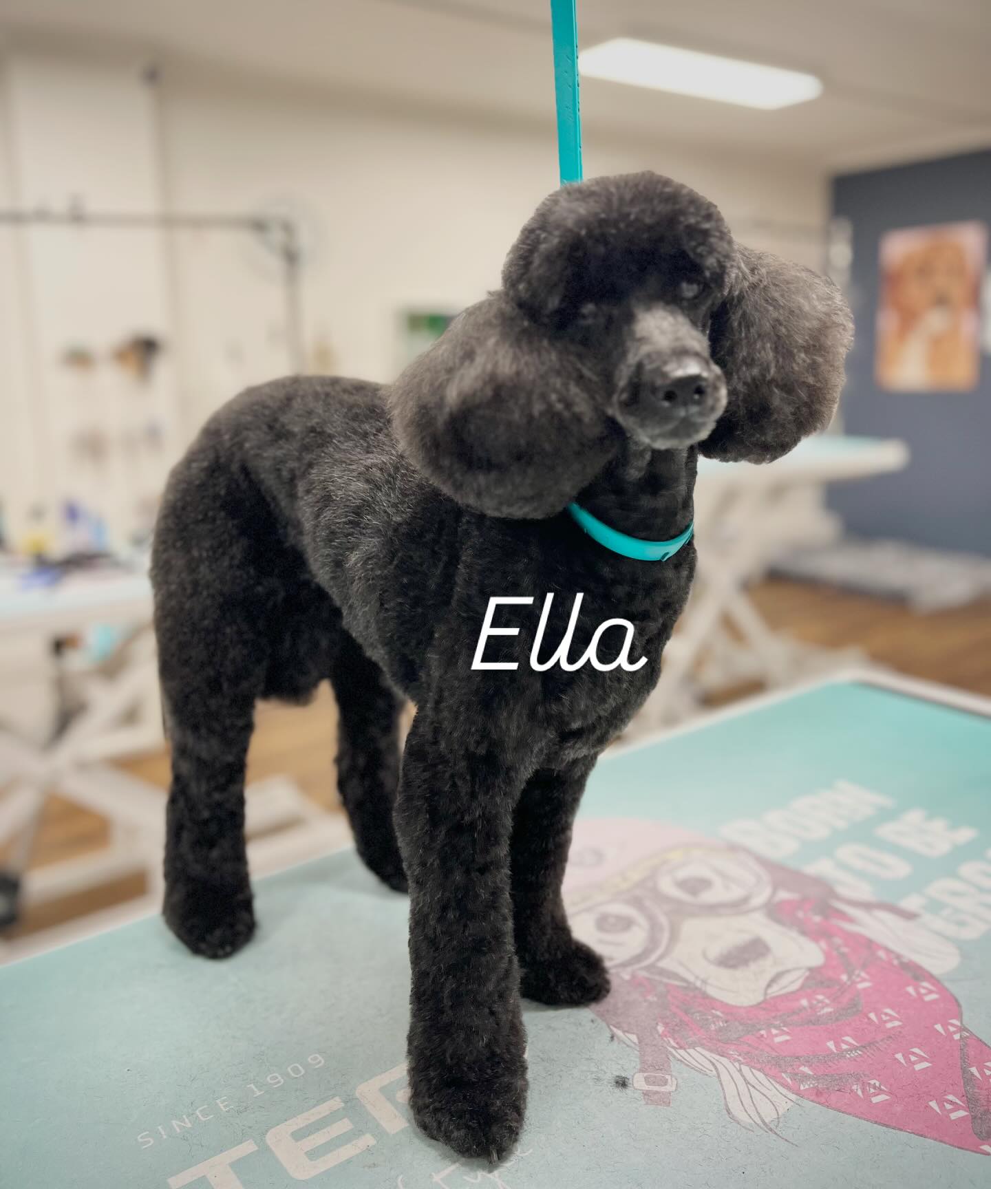 Miss Ella ✨🐩
This gorgeous miniature poodle came in for her groom and left looking fresh, fluffy and feeling fabulous. Ella was an absolute sweetheart — we love seeing her signature poodle curls fluffed to perfection.
Consistency, care and comfort are always at the heart of what we do, and Ella wore her groom beautifully. 💛
#MiniaturePoodle #DapperDogGrooming #FreshGroomFeels #PoodlePerfection #WantirnaDogs