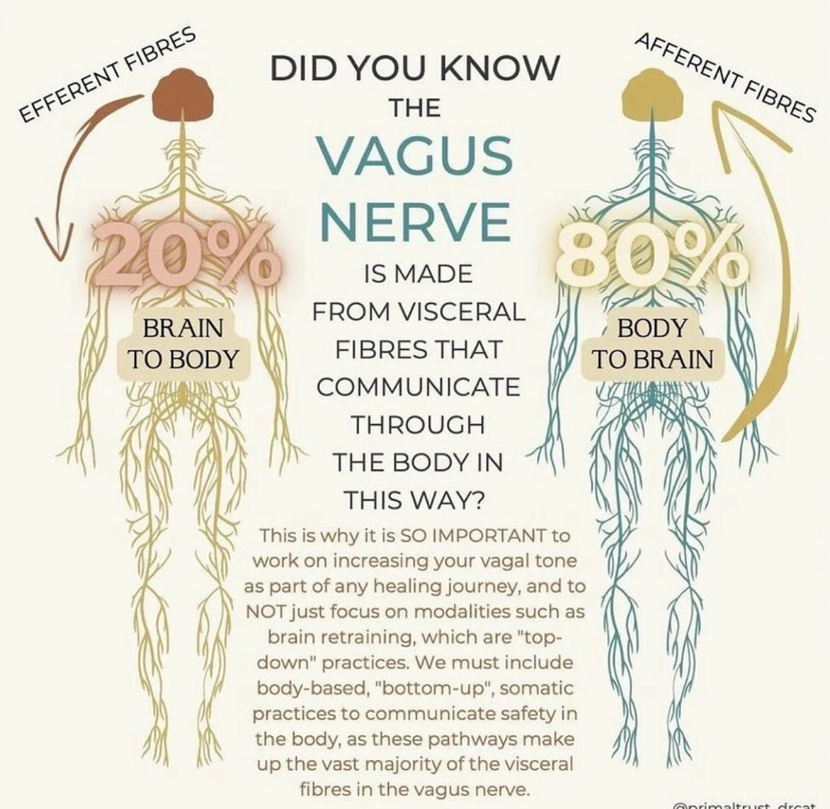 When you are stressed, overwhelmed, your body transition to FIGHT OR FLIGHT mode-inhibiting not only your VAGUS NERVE but also digestive system.
If there’s a miscommunication between the brain and the gut, IBS stress response could be:
-> Your body goes into fight-or-flight mode
-> The Vagus nerve and your digestion is inhibited
-> GDH directly addresses the miscommunication between the brain and gut, stress is reduced, Vagus nerve is calming down
-> Rest and Digest mode is entered
You can’t heal body / cells are in defense mode. the body knows HOW TO HEAL ITSELF. You just need to make it happened.
Calm down- move the fluids-nurture- heal🙏🏻