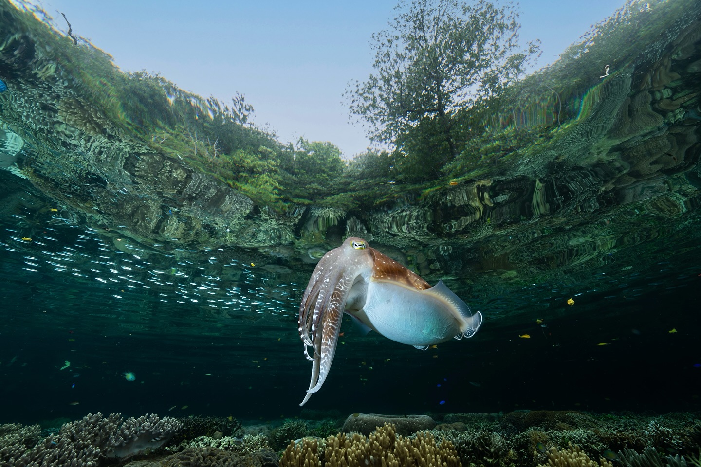 In nature, there is so much worth fighting for.
I spent hours with this cuttlefish. On the edge of the mangrove forest, this female was carefully placing her eggs one by one into the stony coral.
As I watched, she grew more comfortable with my presence. With each breath, I would sink below the surface and, without moving, wait for the final ripples to settle before attempting to capture the shot I had in mind.
West Papua’s intersection of ecosystems are unique: jungle-clad islands meet rich tropical coral reefs, often lined with carbon sinking mangrove forests. This blend of ecosystems has been thriving for millennia.
There is a real chance we will loose coral reefs within my lifetime, unless we hold large polluters accountable. The global environmental movement to protect these places is more critical than ever.
This is a direct reminder of what I’m fighting for. Defiantly one of my favourite images captured this year🪸
@craigparryphotography @sonyalpha.anz
#nature #coral #coralreef #oceans #climatechange #action #awareness #Sony12DaysOfGMasterDay5