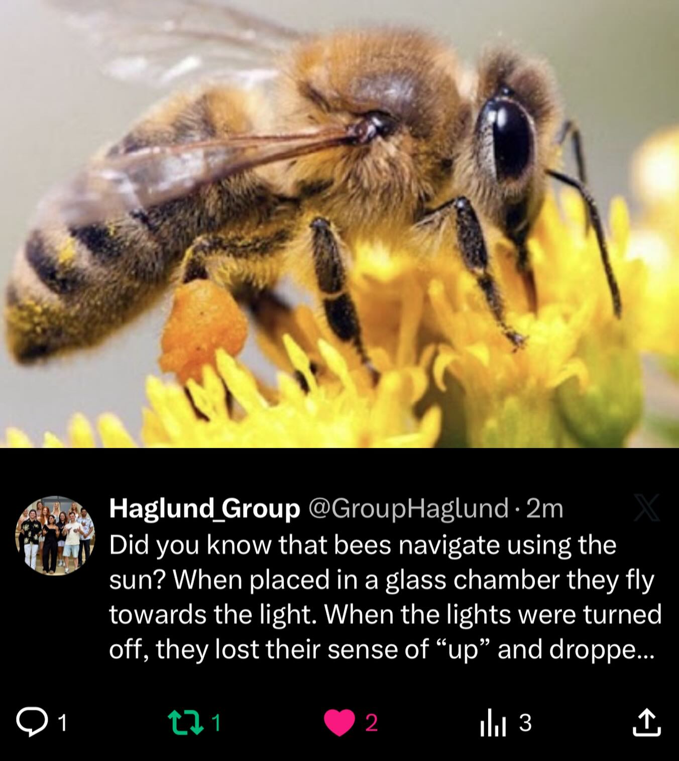 Did you know that bees navigate using the sun? When placed in a glass chamber they fly towards the light. When the lights were turned off, they lost their sense of “up” and dropped to the floor. Their internal compass only works when they see sunlight/polarized skylight patterns!
Reference: https://pubmed.ncbi.nlm.nih.gov/10607378/
#fundactfriday #funfact #biochemistrylab