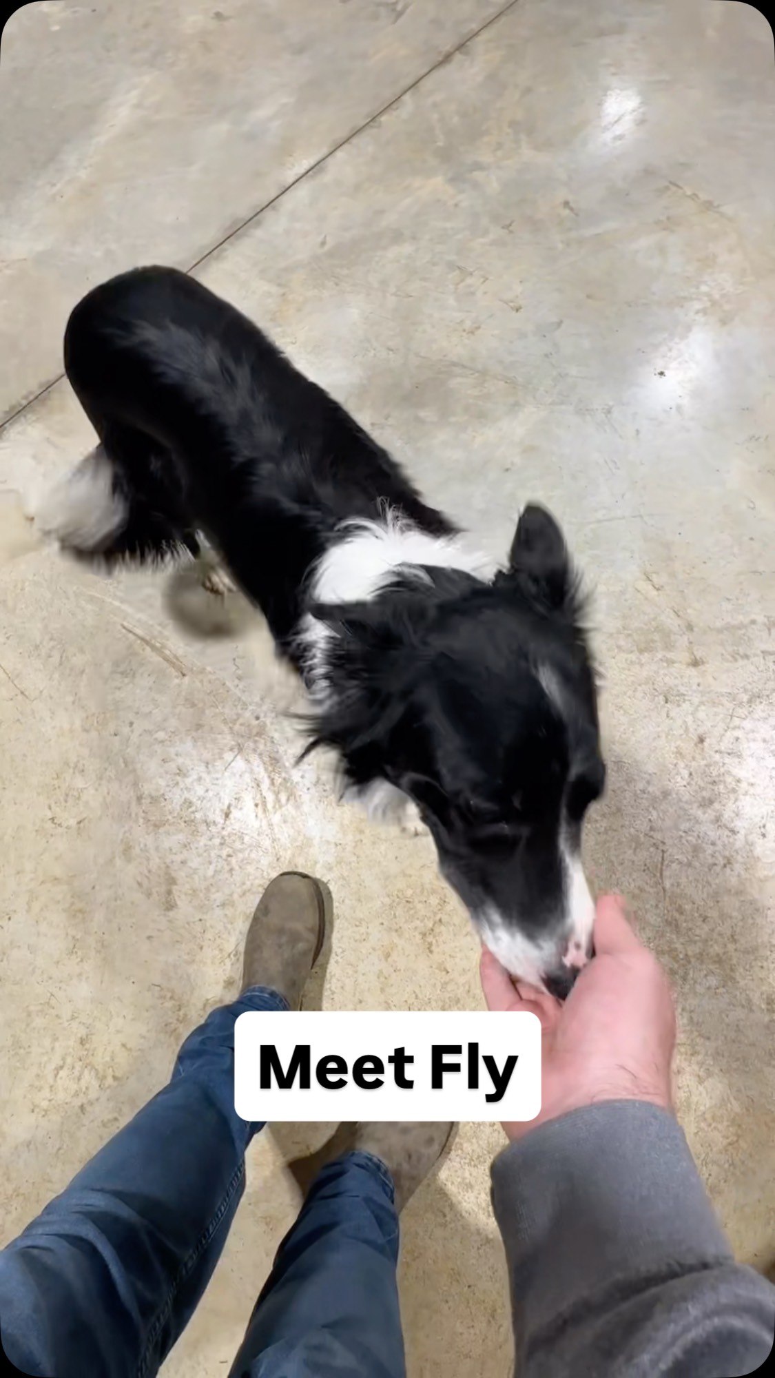 I was out at the rescue sessioning with Big Biscuit, and Mandee introduced me to this sweetheart… She is available for adoption @a.freedom.journey #bordercollie #adoptme #dogsofinstagram