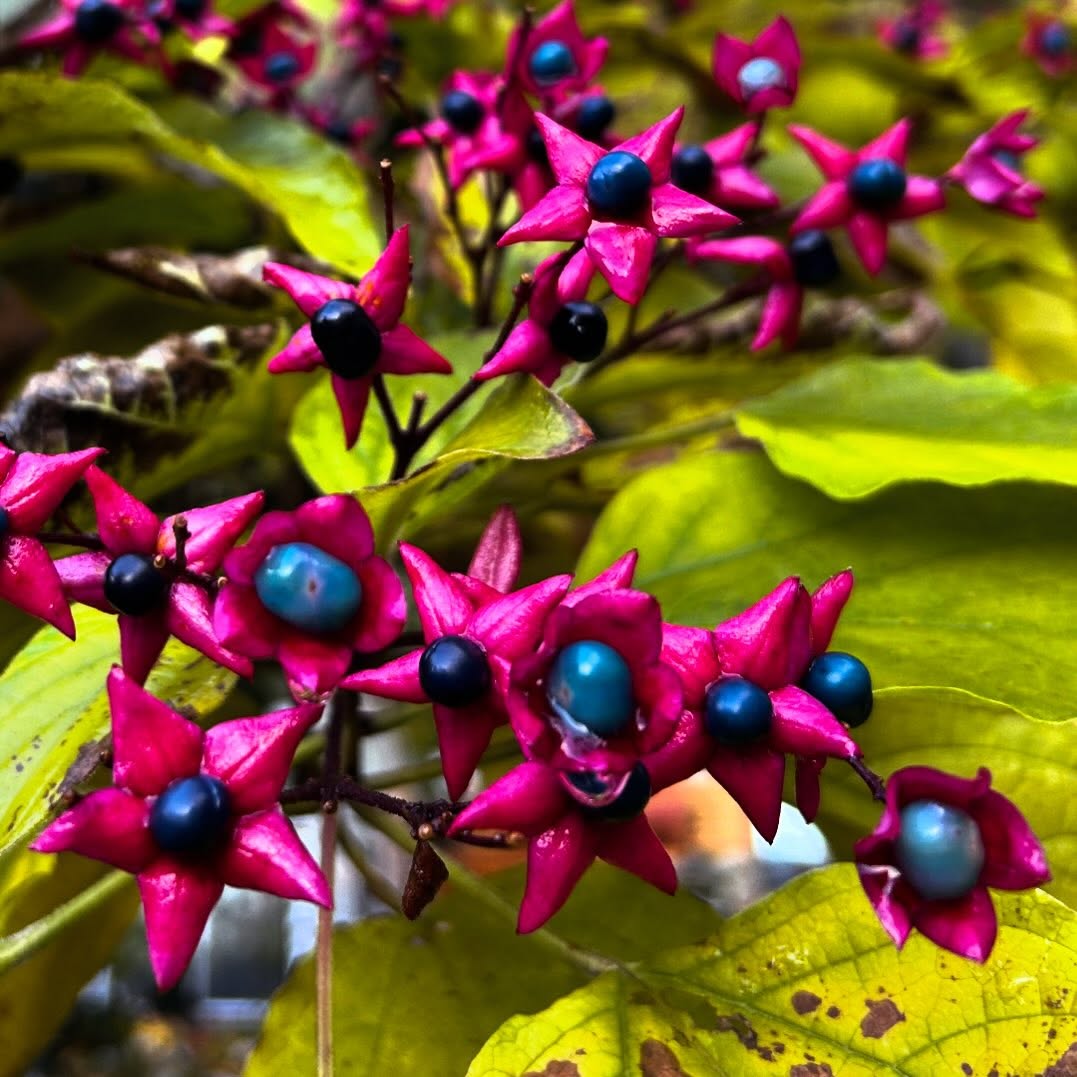 Harlequin glorybower is a baffling name for a dazzling plant. Clerodendrum trichotomum in case you’re a purist.