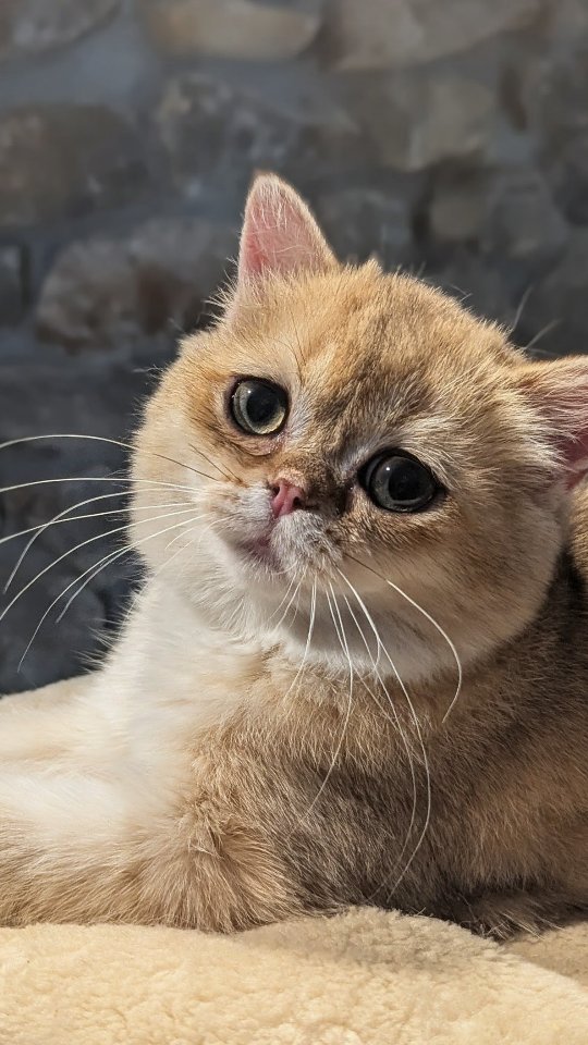Toby is a blood golden shaded British shorthair. He is very friendly and loves to be cuddled. Both Toby and his brother Tazer or ultimate velcro cats. They would stare into your eyes begging to be picked up, they would follow you everywhere. They have been socialized with other cats and a large dog.
Ready to go home now.
#loveofbrits #britishkitten #britishshorthair #kittensforadoption #kittensforsale