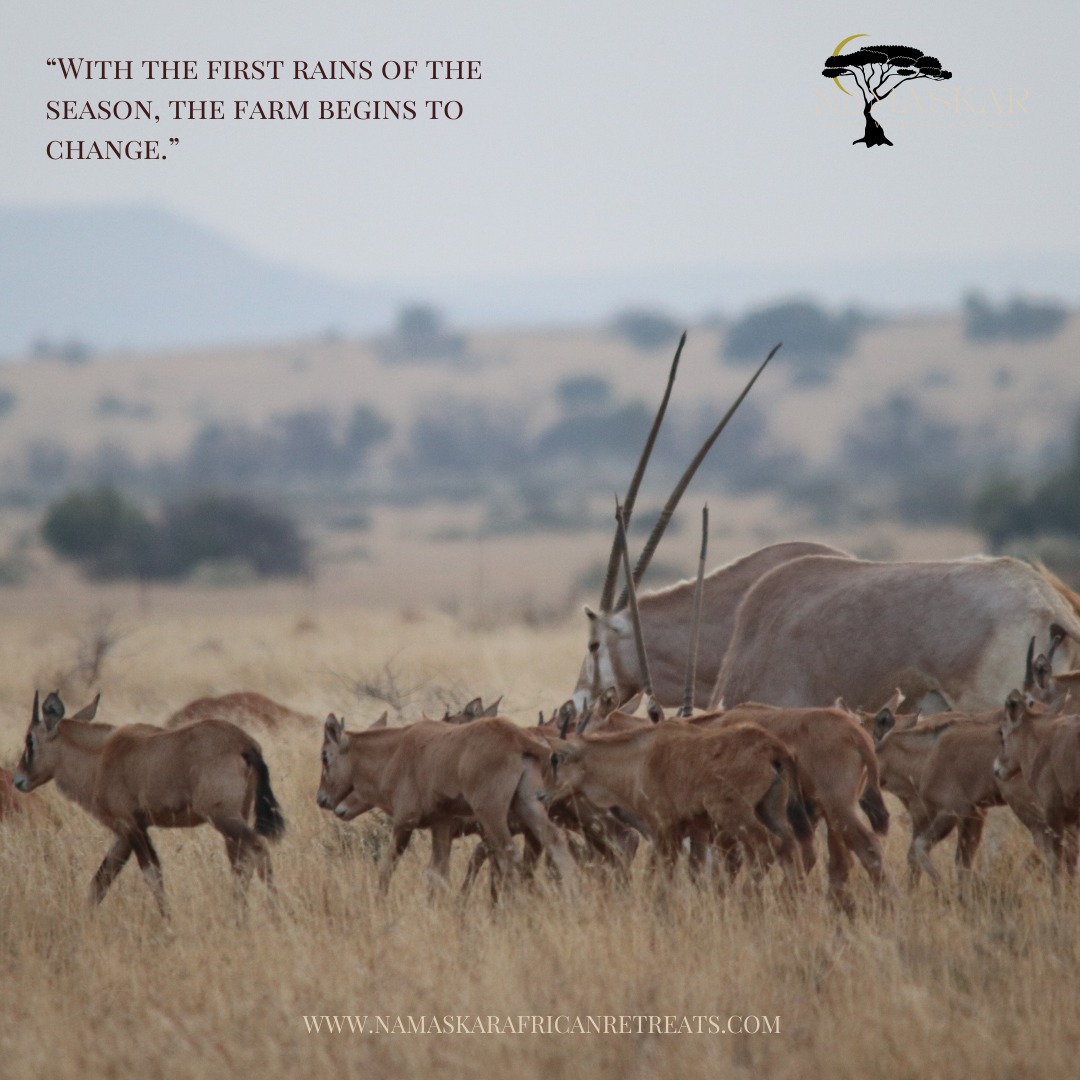 New life at Namaskar after the rain