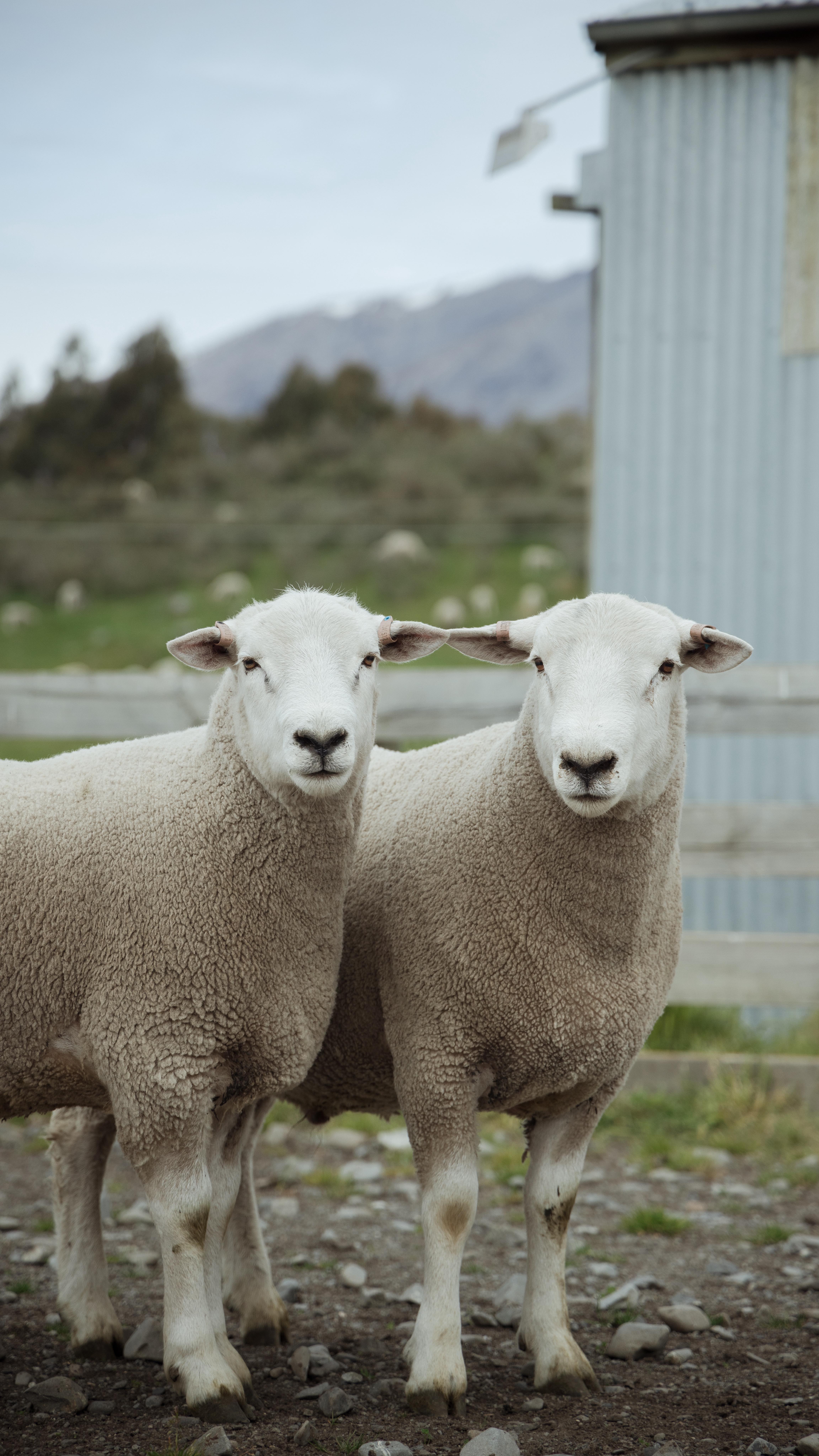 With our 2025 Ram Sale tomorrow, these guys are shortly destined for Headwaters farms right across the country. They are in excellent condition and raring to go! In a few months, they will set out to breed the next generation of Lumina lambs 🙌🏼🐑