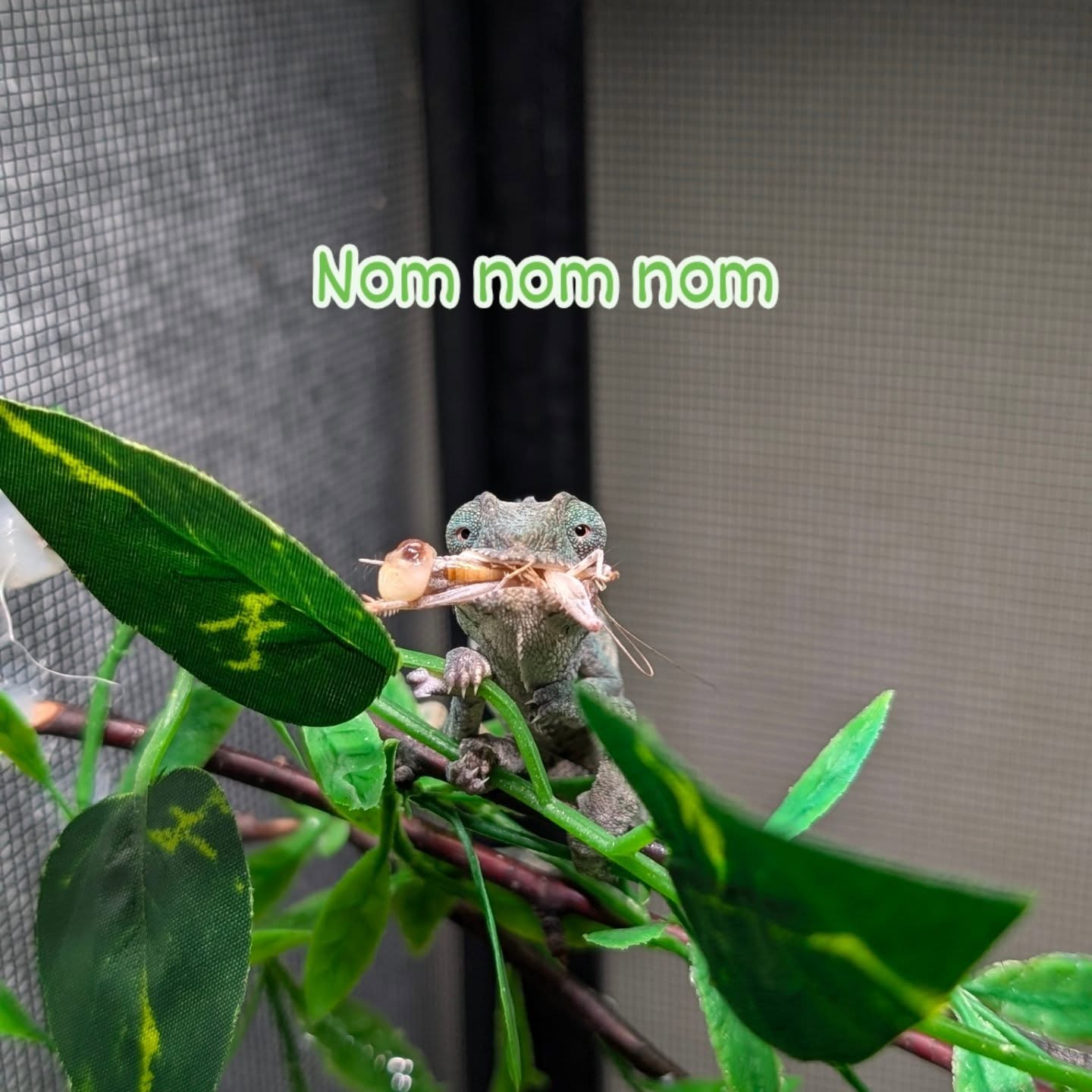 🦎💚 POV: When you told yourself you’d only have one cricket… and now you’re hiding from the waiter so you can order more. 😅
Look at this little gremlin munching like it’s his last meal on Earth. Zero manners. 10/10 focus. Would absolutely steal your snacks if you turned around.
Tag a friend who eats like this. 👀
#HappyChams #CricketCrunch #SnackAttack #BornToBlendBuiltToStandOut #ChameleonLife #TinyDinosaurEatsBigDinner