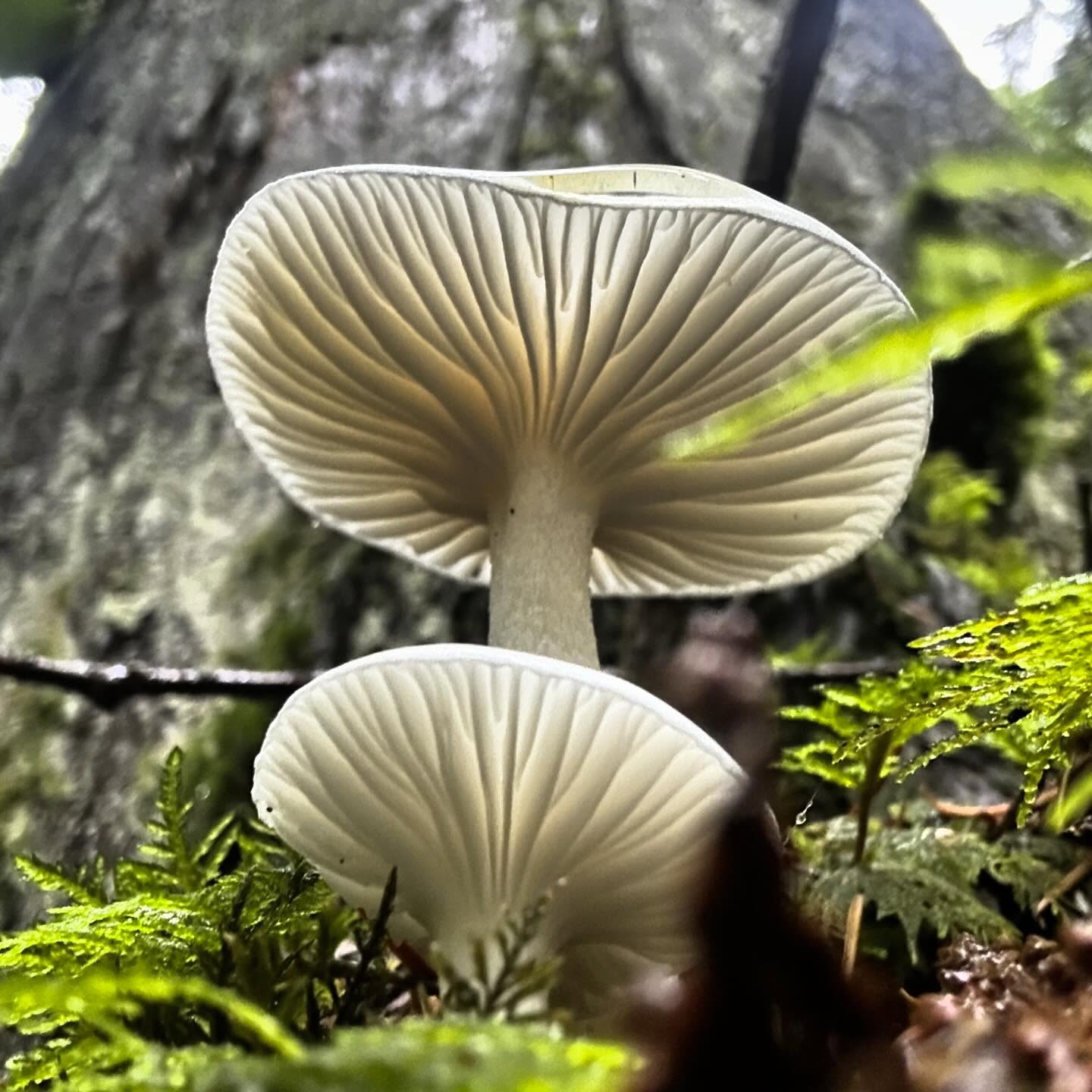 Enchanted forest friend