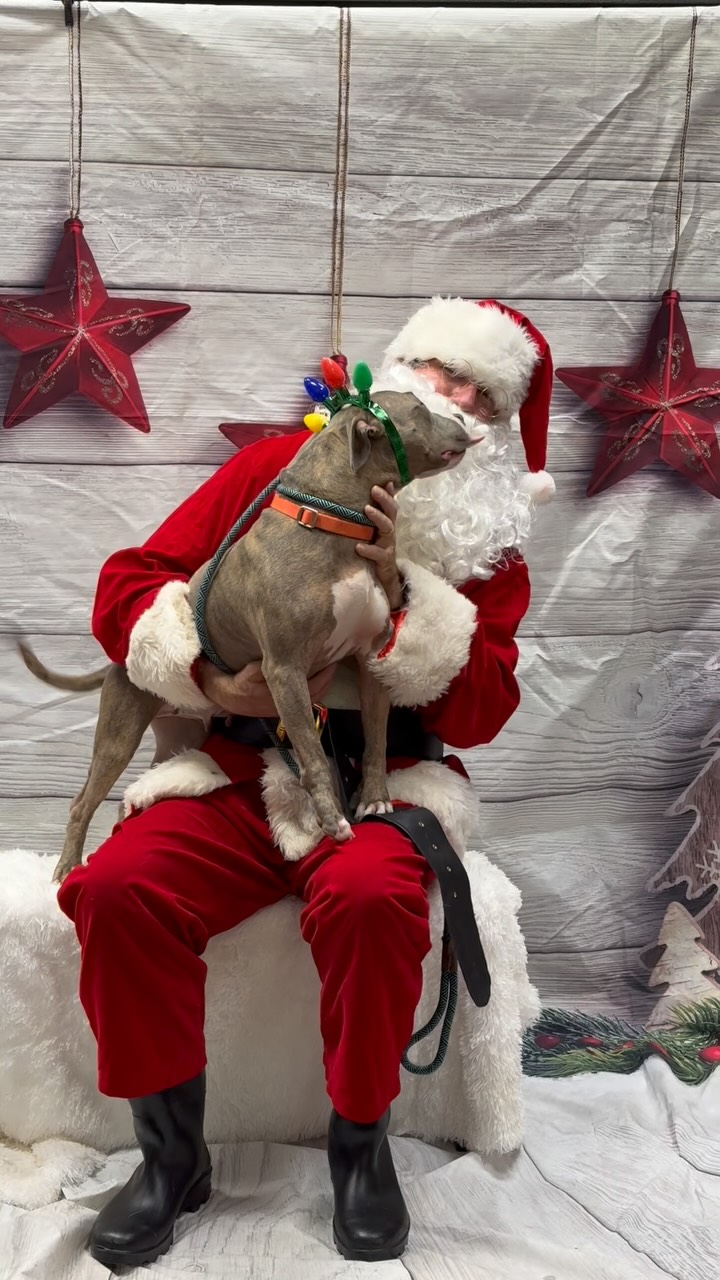 Our Santa Paws event was filled with holiday cheer, thanks to the incredible community members who showed up to support the animals of Fort Worth Animal Care & Control through their donations for a Santa Paws photo. We are so grateful to the fosters who brought their wonderful dogs out to be part of the fun, the volunteers who helped everything run smoothly, our talented photographer, Caitlin Deregla, who captured such sweet moments, and of course Santa and Mrs. Claus, Bob and Michelle Pagel, for bringing the holiday magic.
We also want to give a special thank you to Hollywood Feed for continuously supporting us in so many ways, including generously hosting Santa Paws pictures and creating a welcoming space for the community.
Days like today remind us how special this community truly is—thank you for supporting the animals who need us most.