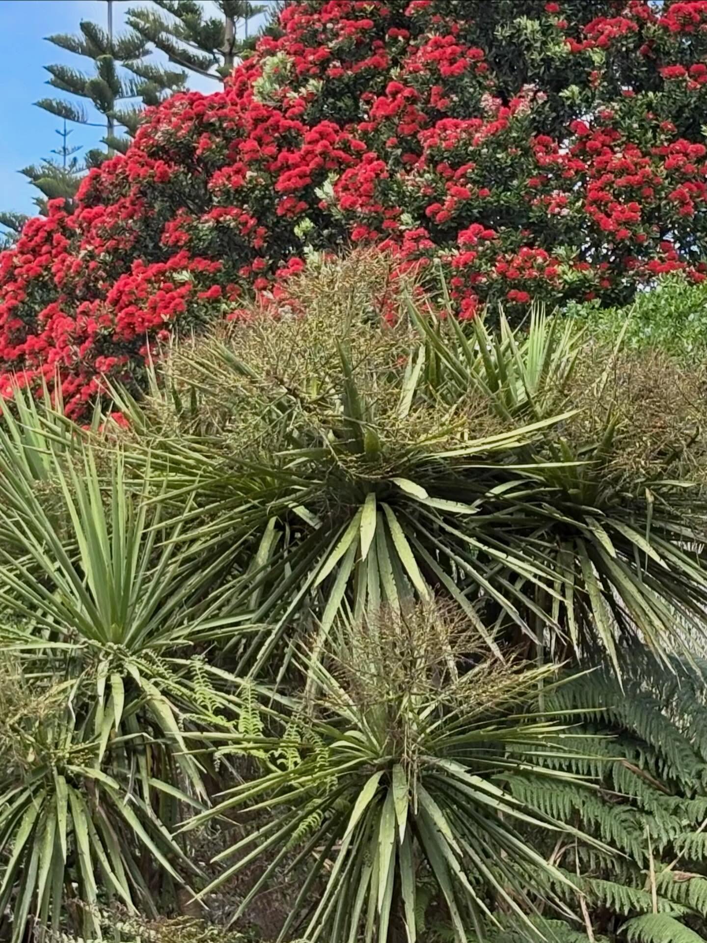 Summer Is officially here. The Pohutakawa are flowering and the holidays are fast approaching. This Pohutakawa outshines the Norfolk Pines behind, the Cordyline (cabbage tree), and tree fern in front. Relax and enjoy!
#NZparks #NZ summer #NZtrees #NZnature