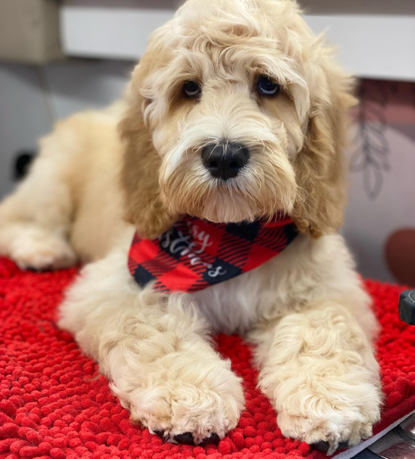 Ernie 💖