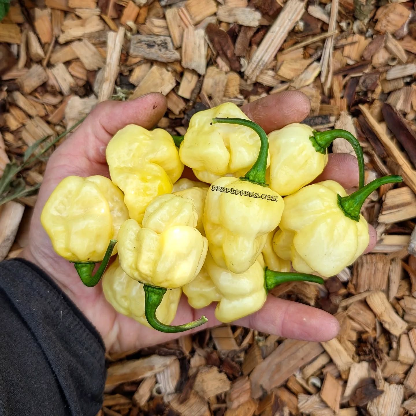 Here's your opportunity to grow something no one else has grown yet. This year we have newly released varieties with a fantastic flavor to heat ratio. Go grab some 🤟😎 shown are are Cheesy Poofs.
•
•
•
#PepperBusiness #HotSauce #FermentedHotSauce #CheesyPoofs #PortlandOregon #PDXPeppersCreations #PDXPeppers #ChiliPeppers #SpicySauce #ThePepperNursery #ArtisanHotSauce #FreshLocalPeppers #PortlandPeppers #PDXFoodies #PDXFarmersMarket #FarmToBottle #PepperFarm #FermentedPeppers #SpicyFoodLovers #PDXart #LocalHotSauce #PepperGrower #PortlandFarmersMarket #ChiliHeads #FarmersMarketFinds #PDXSpicy