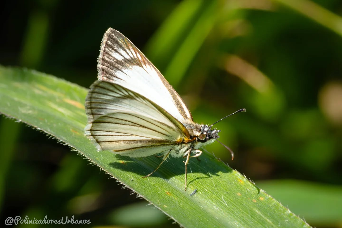 Aquí les va un dato bien curioso, me encontré esta mariposa en la zona urbana de Tapachula y me llamo la atención nunca haberla visto antes 🤔
Cuando me ayudaron a identificarla en la plataforma de INaturalist resulta que tiene un nombré bien raro.
Les presento a 𝑯𝒆𝒍𝒊𝒐𝒑𝒆𝒕𝒆𝒔 𝒆𝒍𝒐𝒏𝒎𝒖𝒔𝒌𝒊 también conocida como la mariposa saltarina blanca de SpaceX
Resulta que esta mariposa fue descrita apenas en el 2023 y le dieron el nombre Heliopetes elonmuski en honor al empresario Elon Musk ya que la mariposa fue descubierta en Boca Chica, Texas, un sitio donde opera SpaceX.
Honestamente no me agrada nada la persona pero si que es un dato curioso 🐛
Cuidemos nuestra diversidad de polinizadores 🦋
#biodiversidad
#educacionambiental
#JardinesPolinizadores