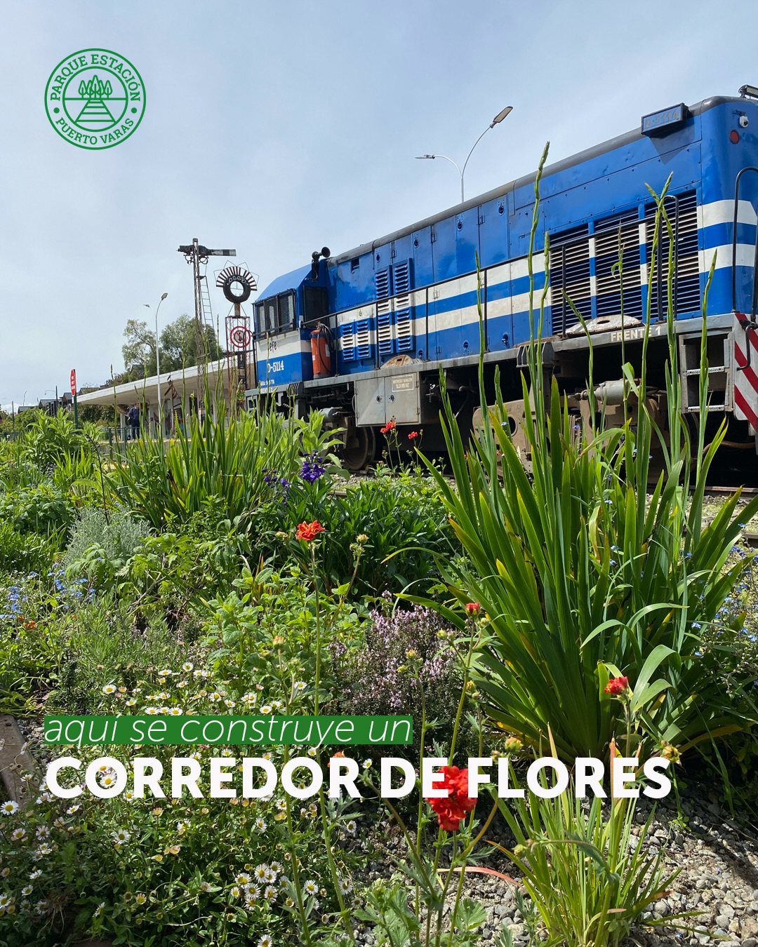 Aquí se construye un corredor de flores 🌸 y te invitamos a cuidarlo con nosotros para que podamos seguir disfrutándolo 🙂
Este corredor es
🐝 Alimento y refugio para nuestras especies
🦋 Una línea vital para los polinizadores
🌿 Un pulmón de colores en pleno Puerto Varas
Te invitamos a ser parte de este proyecto: obsérvalo con curiosidad, disfrútalo en tu paseo diario y, sobre todo, ayúdanos a cuidarlo. ¡El parque lo hacemos tod@s! 🤝💚
#corredordeflores #parquestacion #hazteparque #elparquelohacemostodos #puertovaras