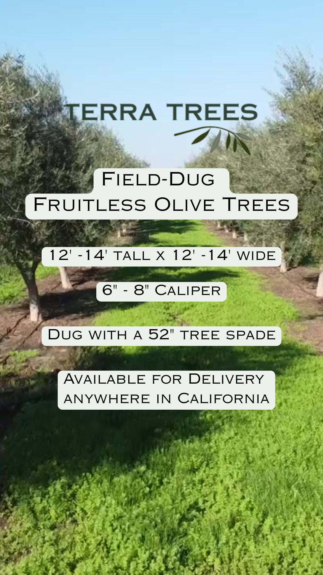 Field-Dug Fruitless Olive Trees available for delivery anywhere in California. we also have several varieties of certified organic fruiting olive trees available. Check out our website for more info at www.terratrees.com
#olivetrees #landscape #winecountrygardens #maturetrees #oliveoil #field-dug-trees#fruitlessolives #Ascolano #Picual #Taggiasca #Frantoio #Coratina #Leccino #Pendolino
#Landscapedesign #landscapearchitecture #gardendesign #ASLA #napavalley