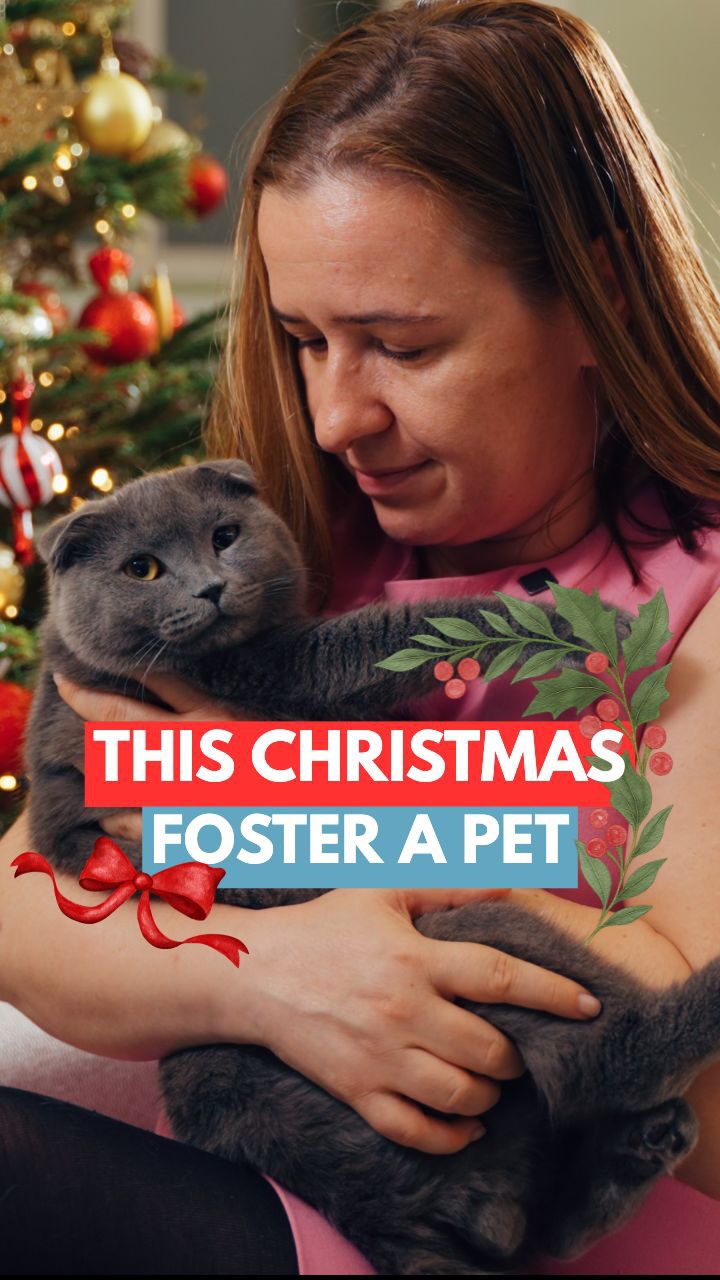 There are so many animals who could use a little extra love this season 🎄 and opening your home, even temporarily, can make all the difference. ❤️
Join our fostering program! 🐾
We cover all medical expenses + food, litter, accessories, etc. You just need to bring the cuddles, comfort, and Christmas cheer! 🩵
💌 DM us to get started!
@mikesvetdxb
#fosteracat #fosteradog #christmas #christmasholiday