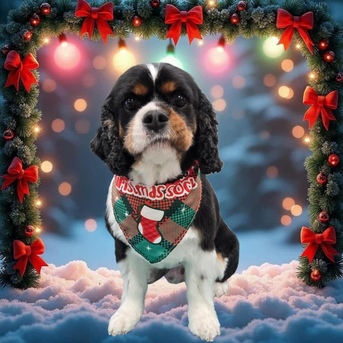 Freshly groomed and ready for Santa 🎅 🎄