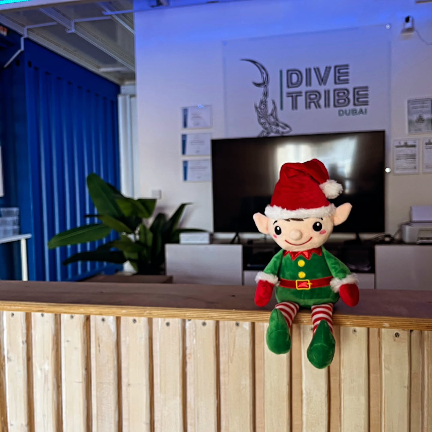 BREAKING NEWS: A tiny new team member has arrived! 🤿🎅 Meet Fin the Dive Elf, here on a special mission from the North Pole to make sure we stay off the naughty diver list 👀✨ Stay tuned for his underwater antics!