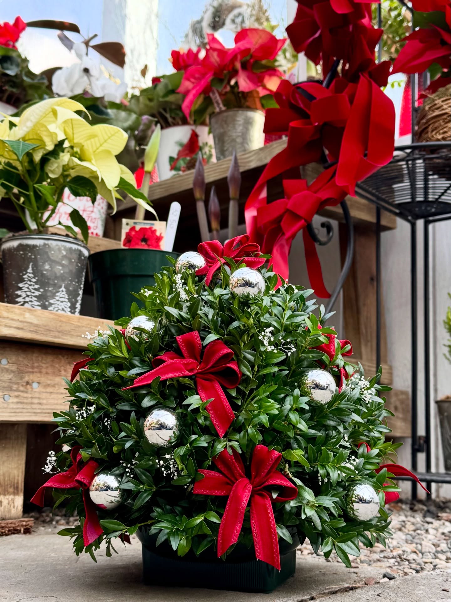 ✨ Holiday Giveaway! ✨
We’re spreading a little seasonal cheer at Colonial Gardens! 🍫🌿🎄
Take your best guess at how many Hershey Kisses are in the jar for a chance to take home a 12” boxwood holiday tree — dressed up and ready for the season.
🌟 How to Enter:
• Share this post to your story
• Comment your guess below
OR
• Come in the store and guess in person
We’ll announce the winner on 12/20, and the lucky winner can stop by to pick up their tree just in time for the holidays.
Good luck friends and happy guessing! 💚❄️