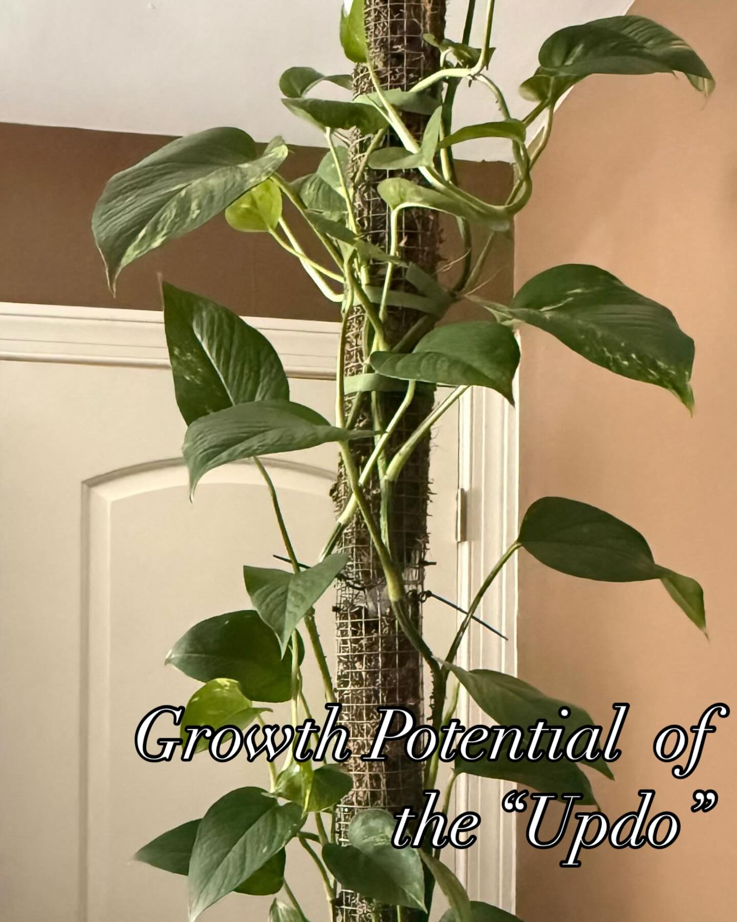 After only 1 year of growing. This is the reason my Husband loves to sell our Golden Pothos! Visit our site and get yourself one! Link in bio.😍😍😍