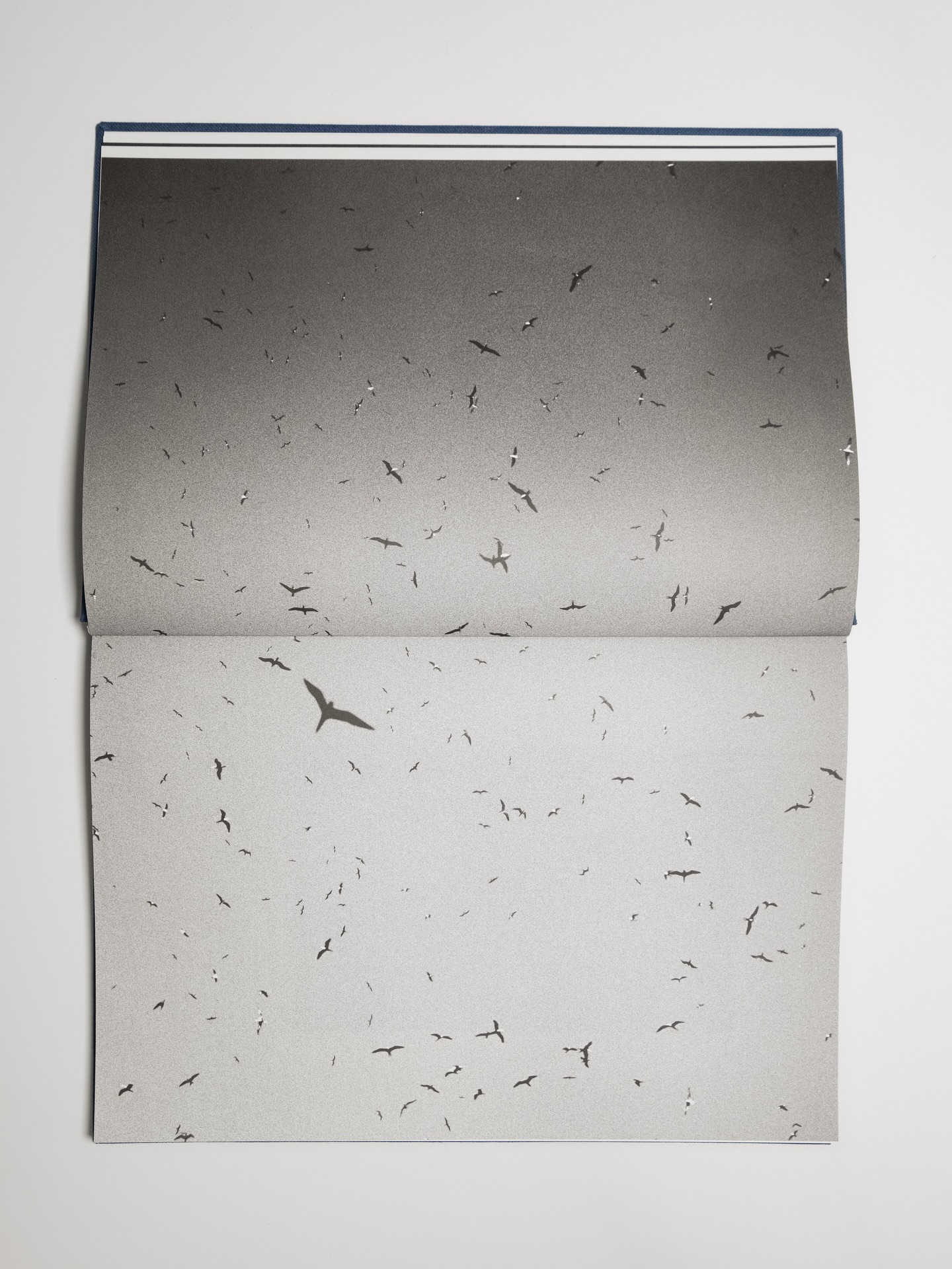 ‘TROPISMS’ book now sold out. Thank you