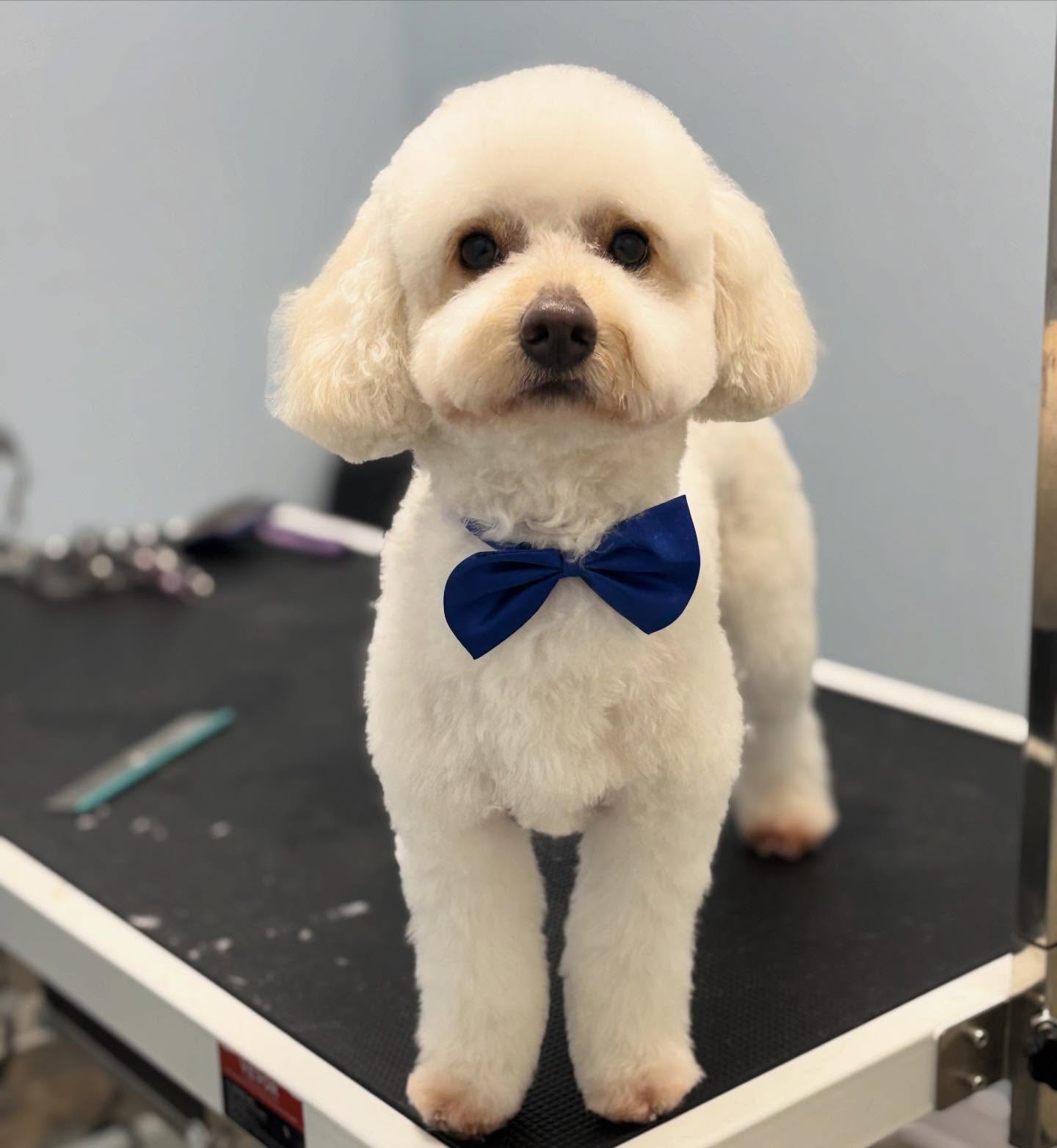 Balto ❤️
#ncdoggrooming #doggroomer #spaday #poodle #teddybear