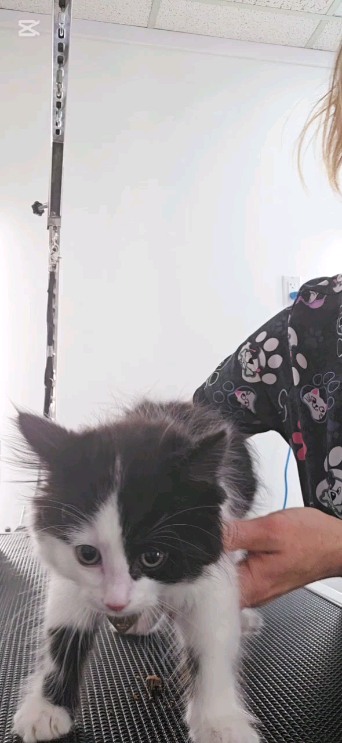 Kitten nails trim ❤️🐈⬛
#catgrooming #tsawwassenfirstnation #ladnervillage