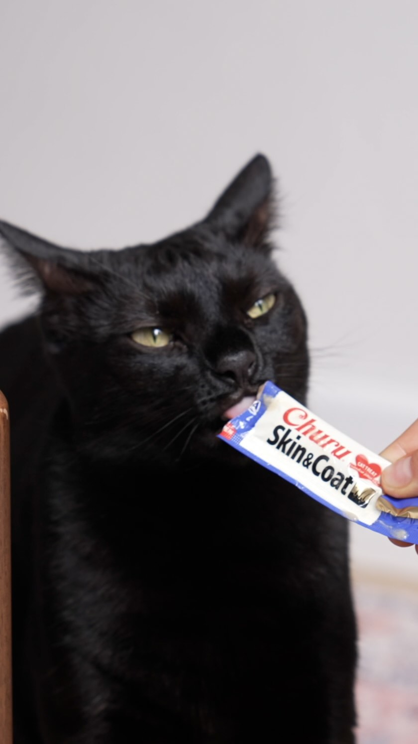 âš Your catâs glow-up starts now.
That shiny coat isnât luck, itâs nutrition doing its thing.
Inaba Churu Skin & Coat is packed with essential omega-3 fatty acids, which help nourish your catâs skin from the inside out. When their skin barrier is healthy and hydrated, fur grows smoother, feels softer, and reflects light better.
Omega-3s also support overall skin comfort, helping reduce dryness and dullness caused by shedding, stress, or sensitivities.
#ChuruSkinAndCoat #CatGlowUp #ShinyCoatClub #HealthySkinHappyCat