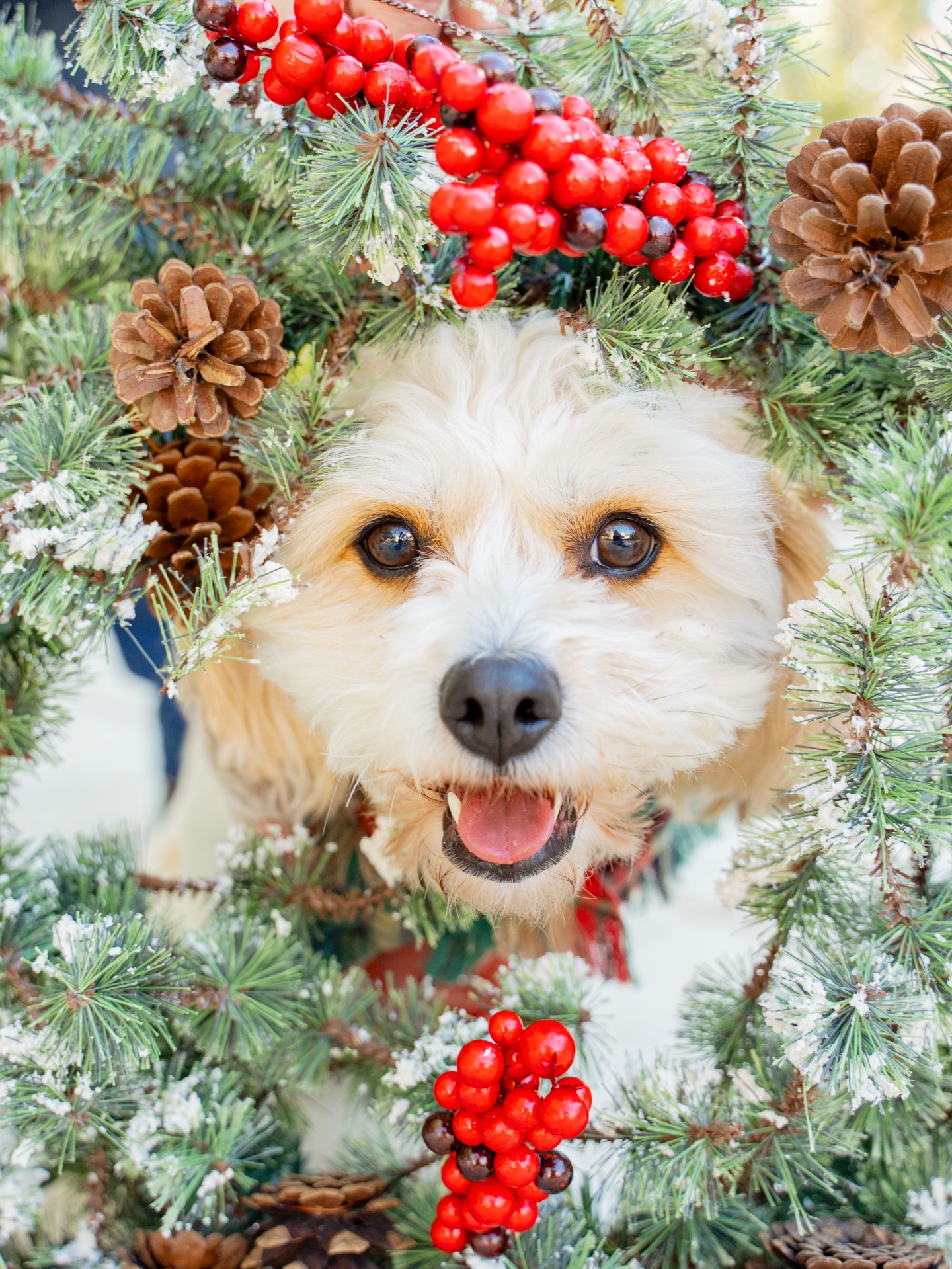 A fluffy reminder that it’s December 1st! 🤭🐶🎄
Please imagine me carrying the leashes of three dogs to take any individual photos of these two. Honestly, loved every second! Haha
#downtownwindermere #windermerefl #windermerephotographer #orlandophotographer