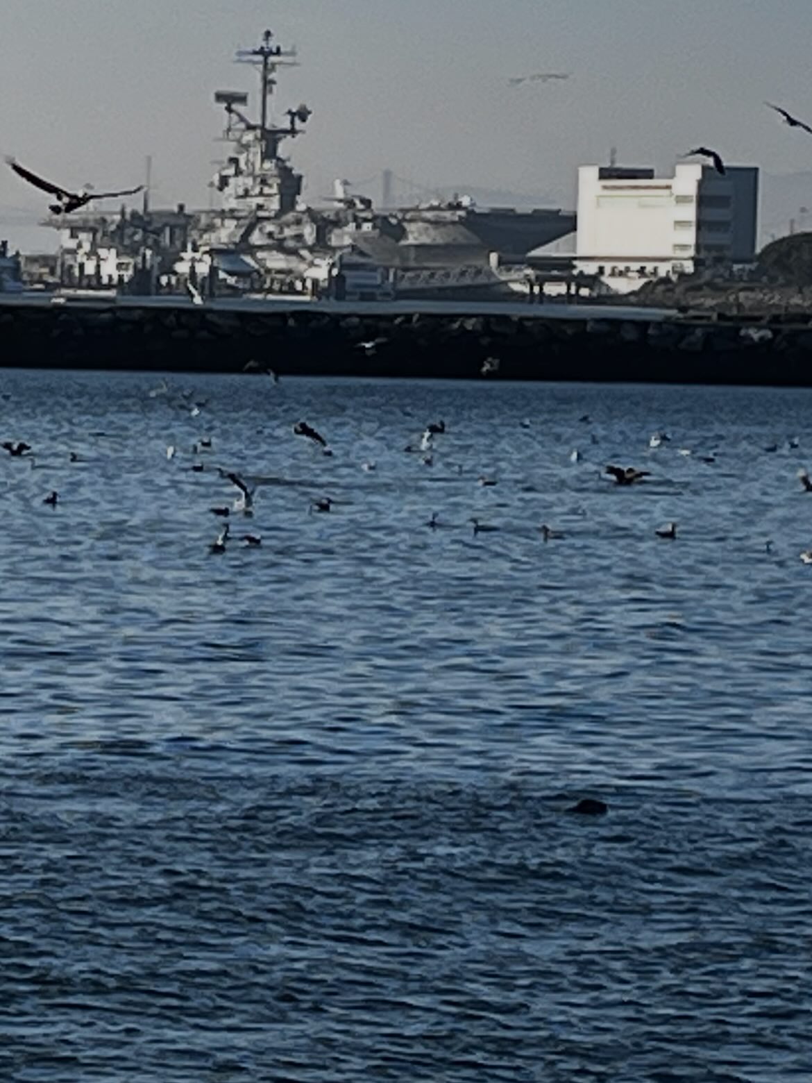 This happened today. It was incredible! We live in an amazing place. How lucky are we to see this kind of nature. The pelicans, later other birds, and seal (or maybe sea lions) were having their fill of herring I love where we live and that we can share this with the kids. #alamedaartsfun #alamedaarts #bayarea #pelicans #incrediblenature #alameda