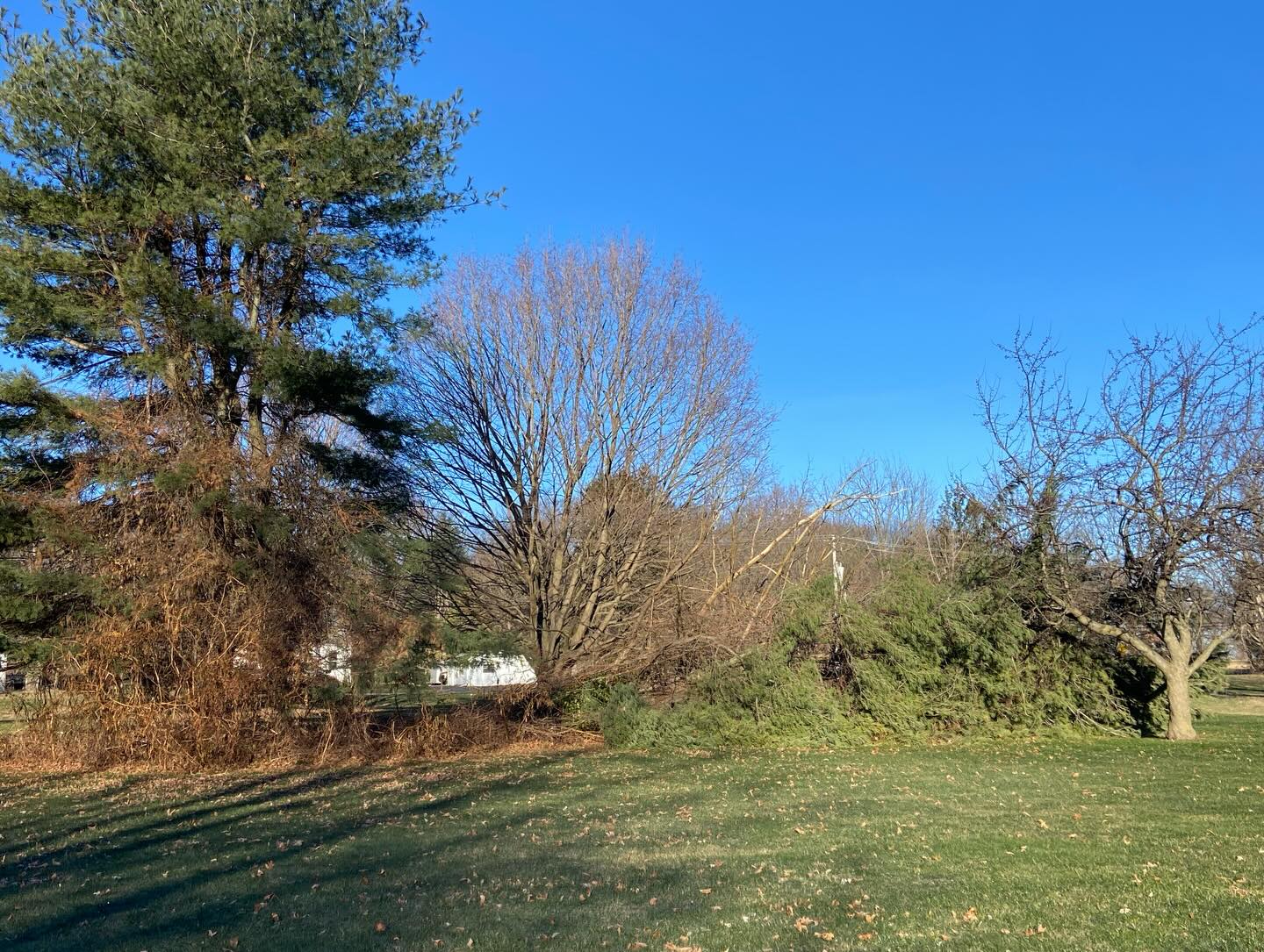 Pine Tree Clean Up #wpm #willspropertymaintenance #treecare #treeandlawncare #treeservice #chestercounty #avongrove