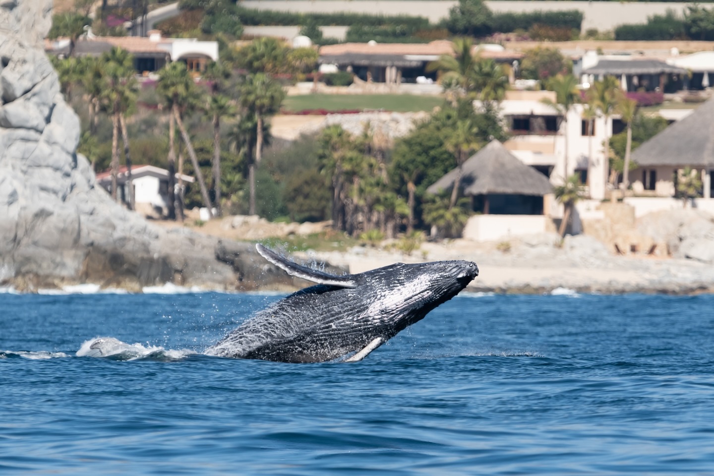 Esto no es sólo un ballenato saltando, es músculo aprendiendo, pulmones probándose y confianza creciendo.
¿Qué es lo que aprende este bebé de su mamá en el primer año? Comienzan los primeros intentos de inmersión hasta que poco a poco llegan los saltos. 💦 ¡Creemos que este ballenato ya lo estaba haciendo muy bien!
La próxima vez que veas uno, posiblemente estás siendo testigo de una clase para toda la vida. 🤍
— ENG —
This isn’t just a baby whale jumping; it’s muscles learning, lungs testing themselves, and confidence growing.
What does this baby learn from its mother in its first year? It begins its first attempts at diving until, little by little, it starts jumping. 💦 We think this baby whale was already doing very well!
The next time you see one, you may be witnessing a lesson for life. 🤍
-
-
-
-
-
ballenas jorobadas, avistamiento responsable, los cabos, baja california sur, temporada de ballenas, vida marina, conservación oceánica, proyecto cetáceo, cantos de ballena, breaching, aletas de ballena, naturaleza salvaje, encuentros marinos, migración, océano pacífico, avistamiento de ballenas, los cabos ballenas, los cabos 2026
