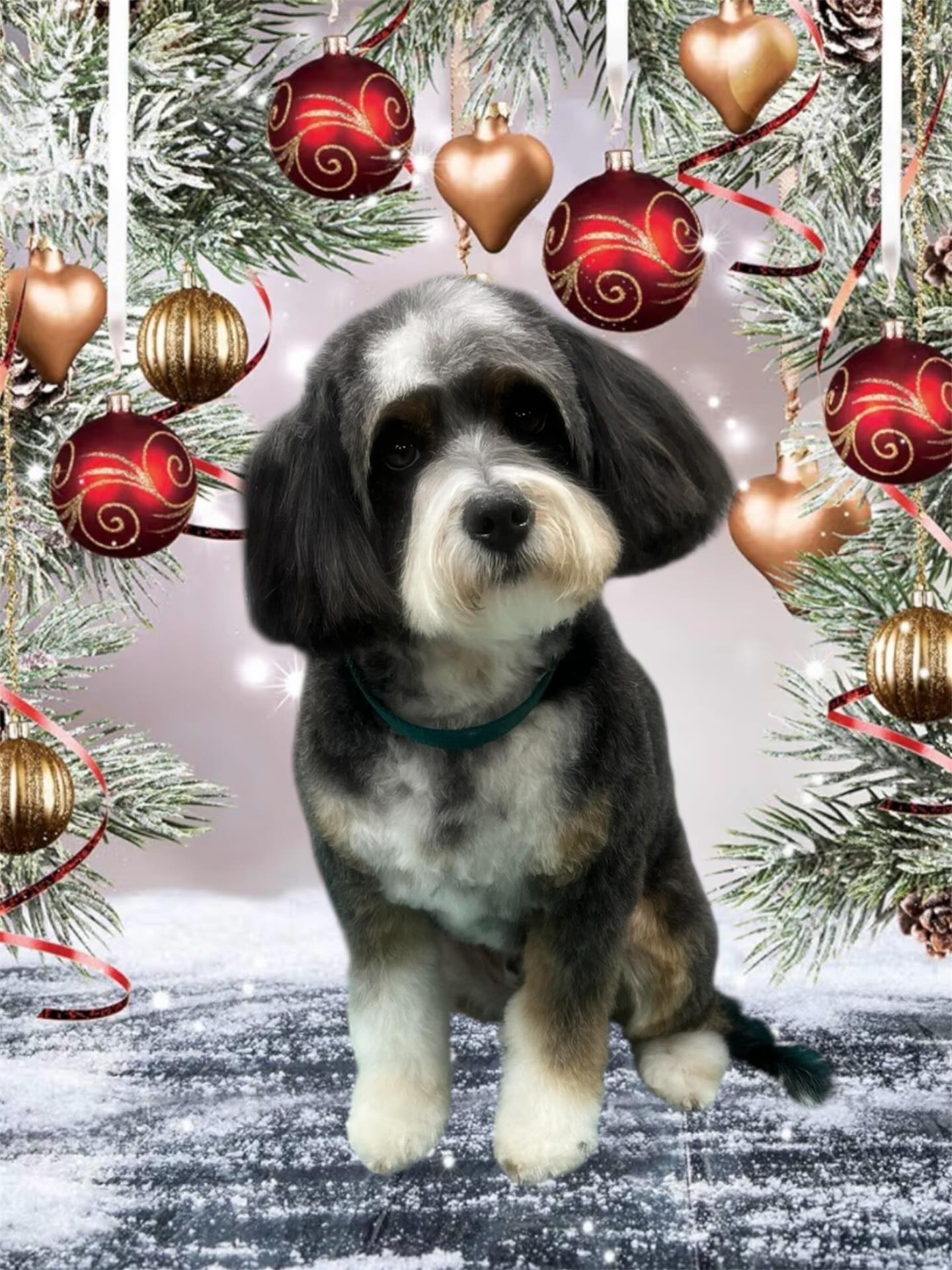 Our groomers have been working like Santa