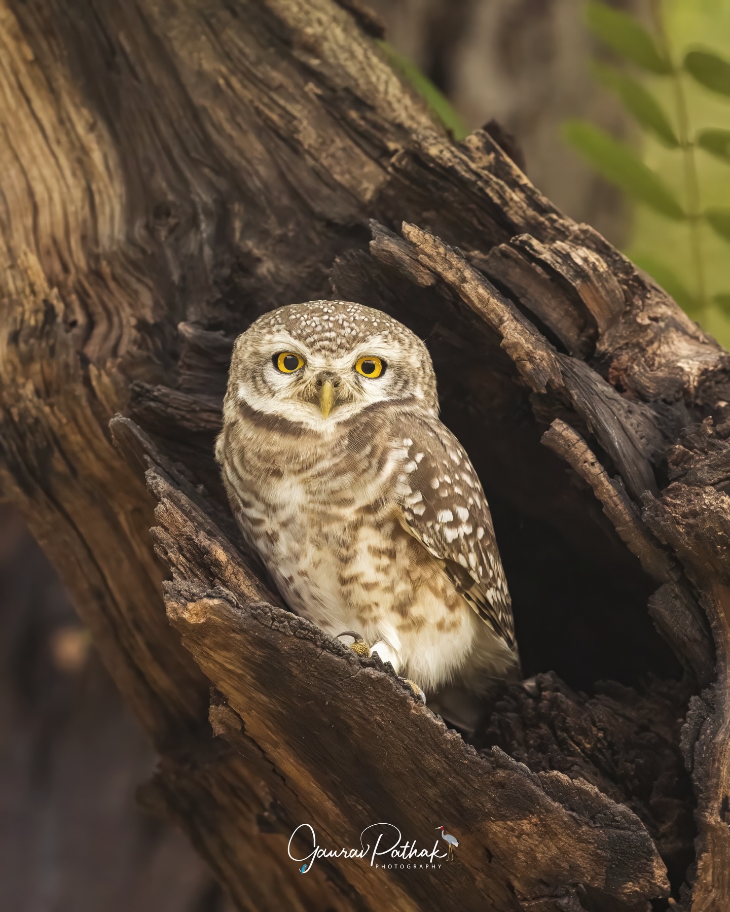 Spotted Owlet (Athene brama) – Peering out from a hollow tree trunk with those unmistakably bright eyes, this little owl looked both curious and completely at home. Spotted Owlets often choose old trees and crevices as their preferred roosts, slipping in and out with surprising agility. They may be small, but their gaze carries a certain confidence, as if they’re always a step ahead in the fading light. A simple, intimate moment with a bird that brings a touch of character to every corner of the countryside
.
Location - Gurgaon
Shot on Canon R5
Canon RF600mm F4 L IS USM
ISO 4000
f/5
1/3200s
.
#canonrf600mmf4 #animalplanet #kings_birds #bbcearth #birdphotographers_of_india #bbcwildlifepotd #best_birds_of_ig #birds_captures #bestbirdshots #bird_brilliance #birds_adored #canonasia #canonedge
#capturedoncanon #birds_nature #discoverychannel #discoverychannelindia #earthcapture #canwithcanon #photoscapeofthemonth #morebirdpics #natgeoindia #natgeoyourshot #nature_brillance #ssptalenthunt #nuts_about_birds #planetbirds #raw_birds #your_best_birds #yourshotphotographer