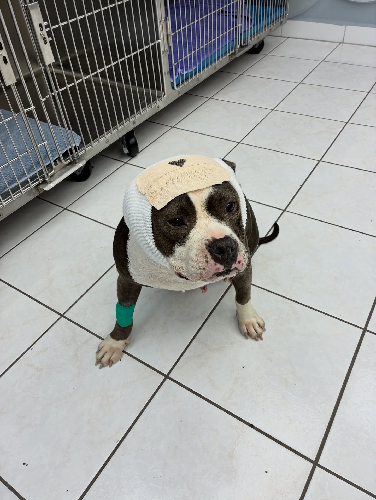 Palmetto Animal Clinic
📲305-824-9990
📍1919 W 68 St. Hialeah, Fl 33014
🌐Website:
https://www.palmettoanimalclinic.net
#palmettoanimalclinic #florida #miami hialeah veterinarymedicine vettech vetmed PalmettoAnimalClinic NewPatient FurFamily WelcomeLittleOne